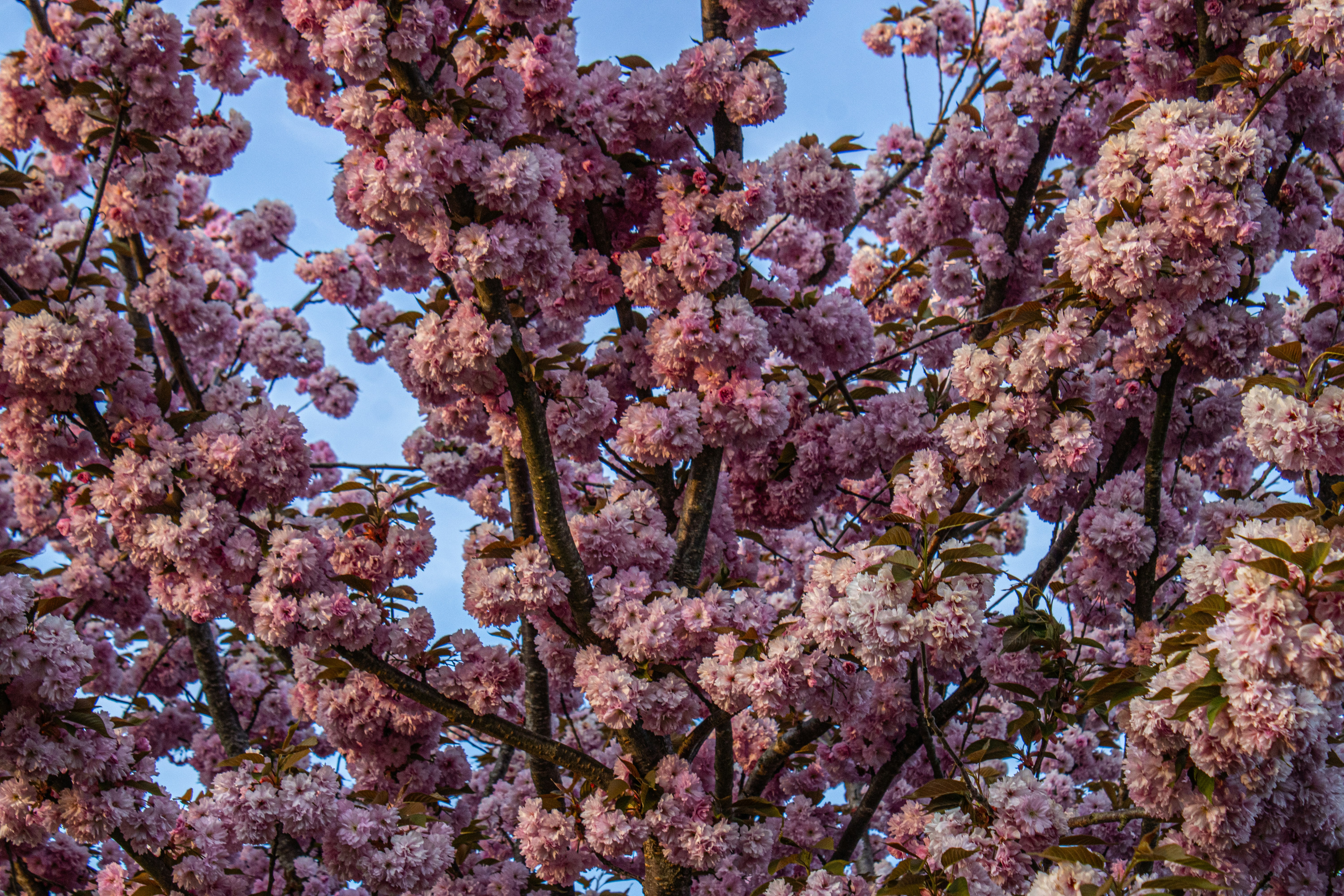 Photo by prphotography262