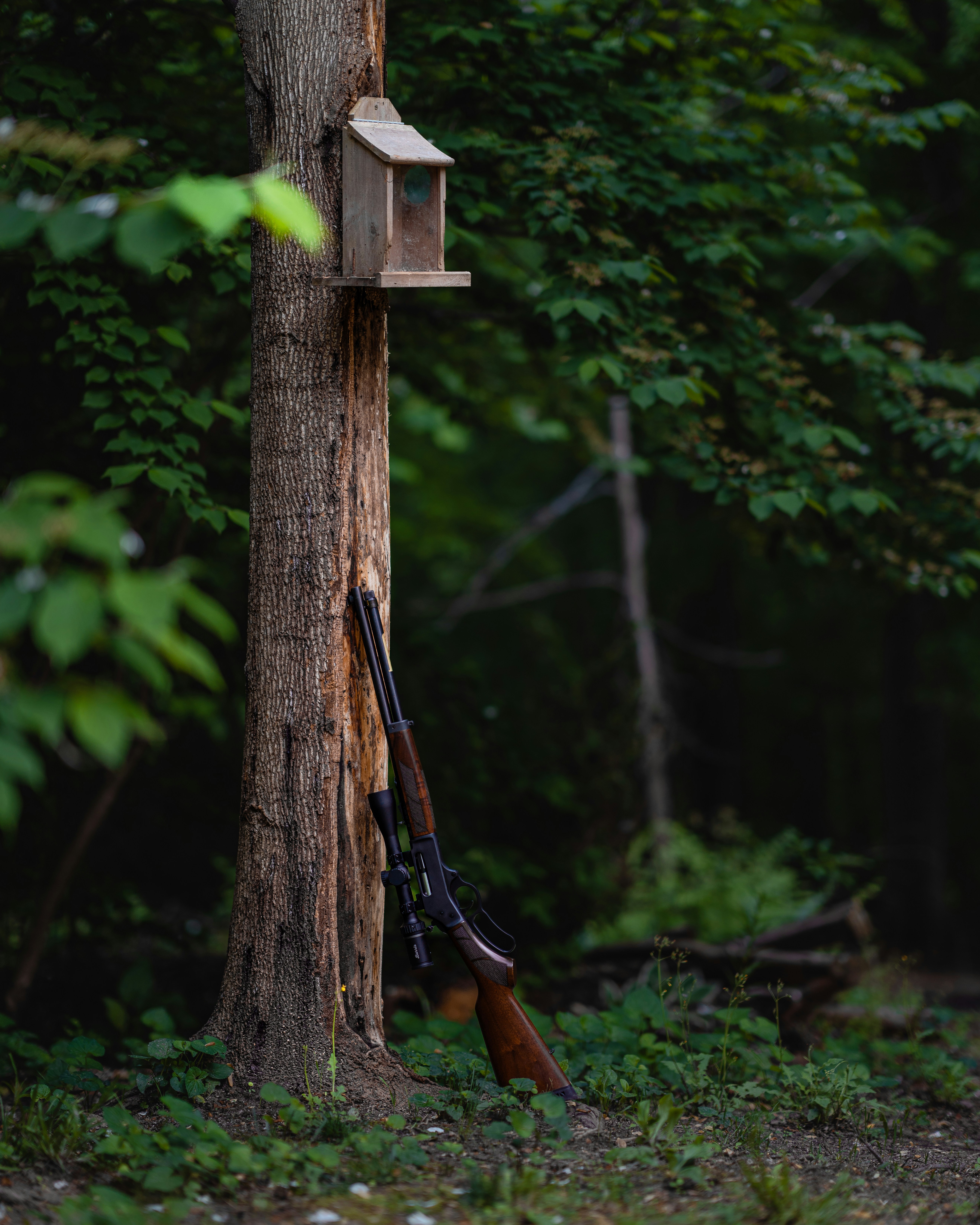 소총이 숲 속의 나무에 기대어 있습니다.