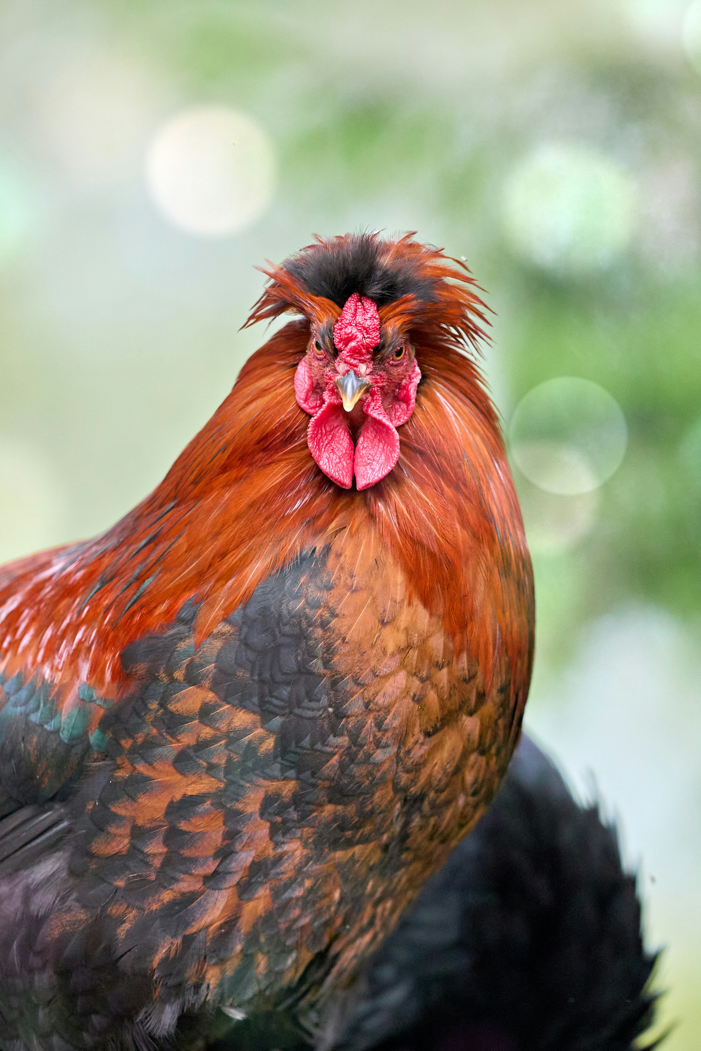 Photo by erwinbosman