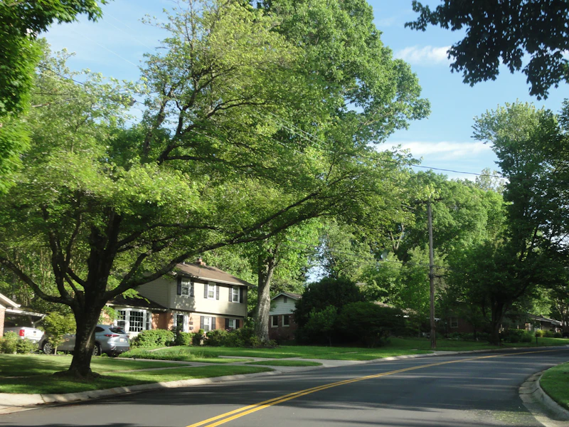 A quiet, established residential street lined with mature trees