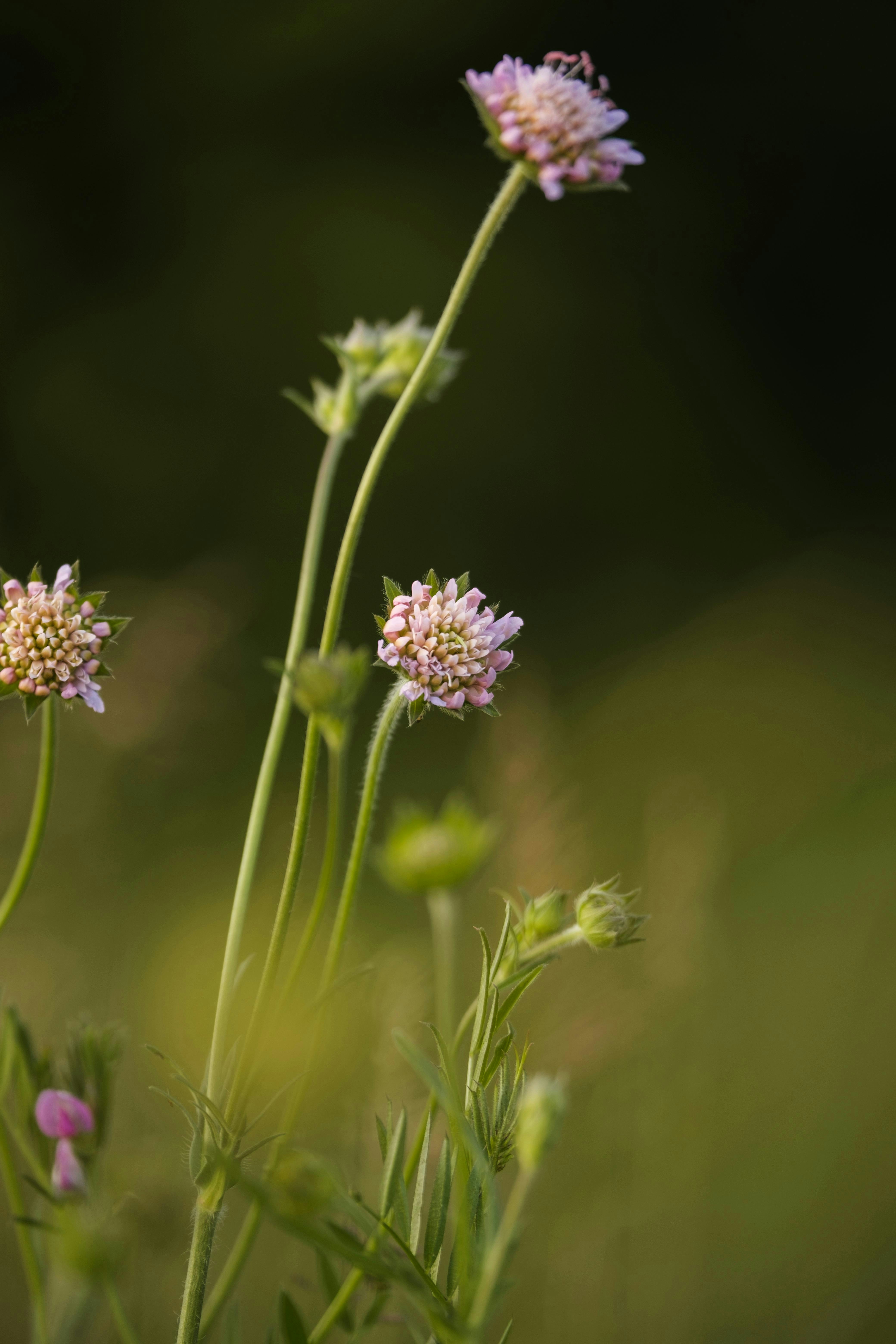 Photo by americanaez225