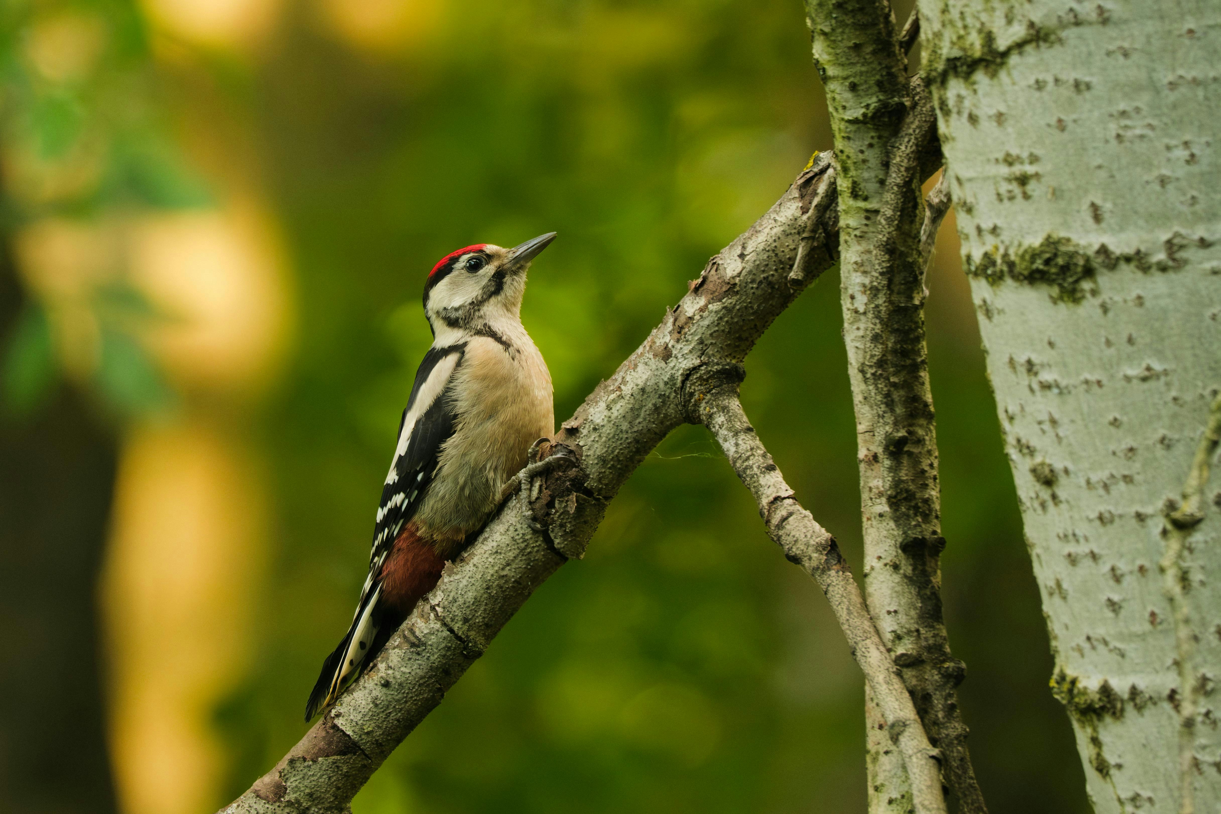 Photo by americanaez225