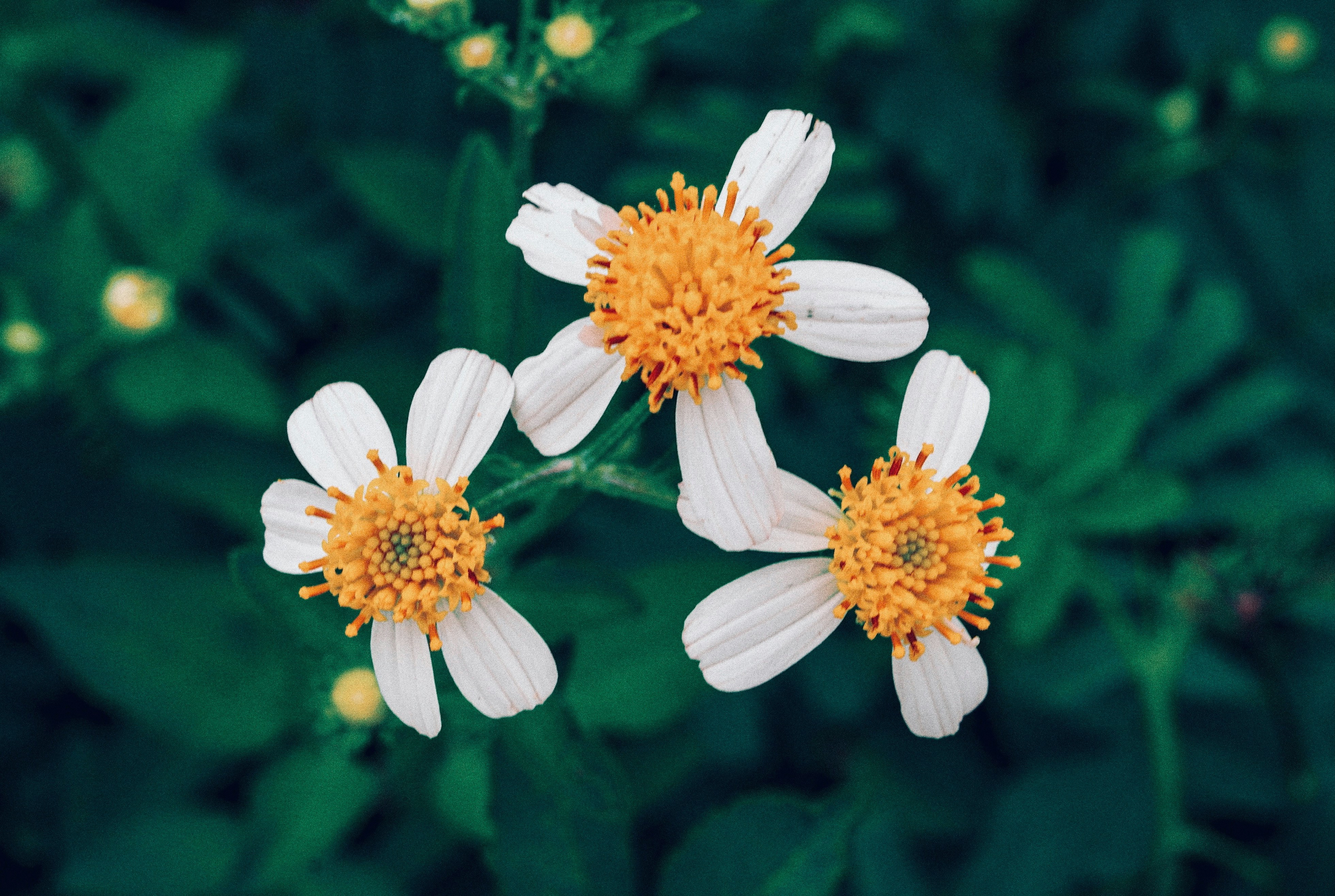 Photo by plonlabrisk