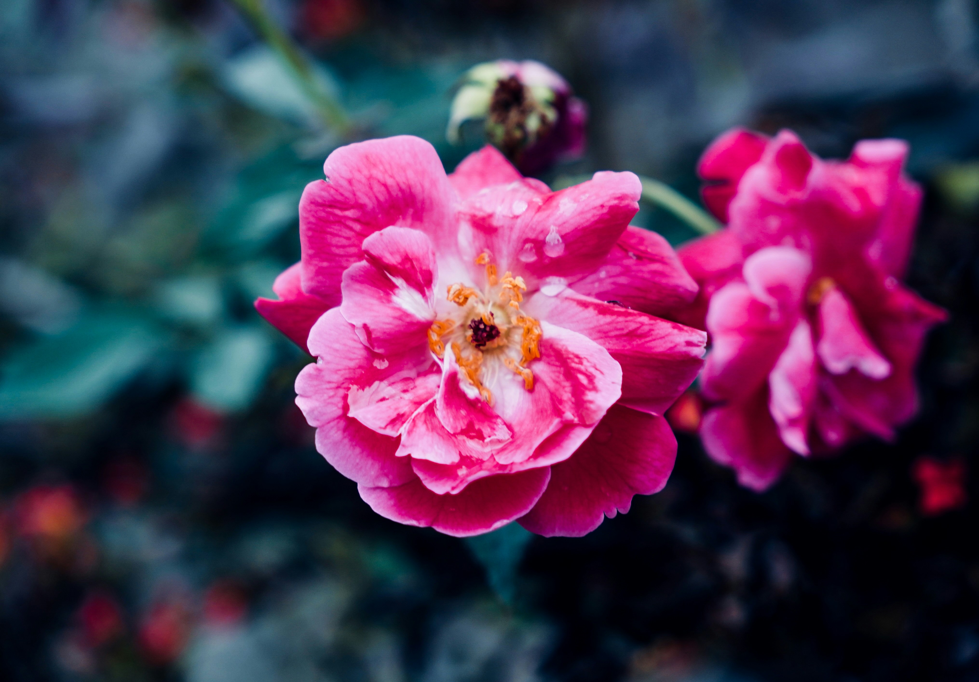 Photo by plonlabrisk