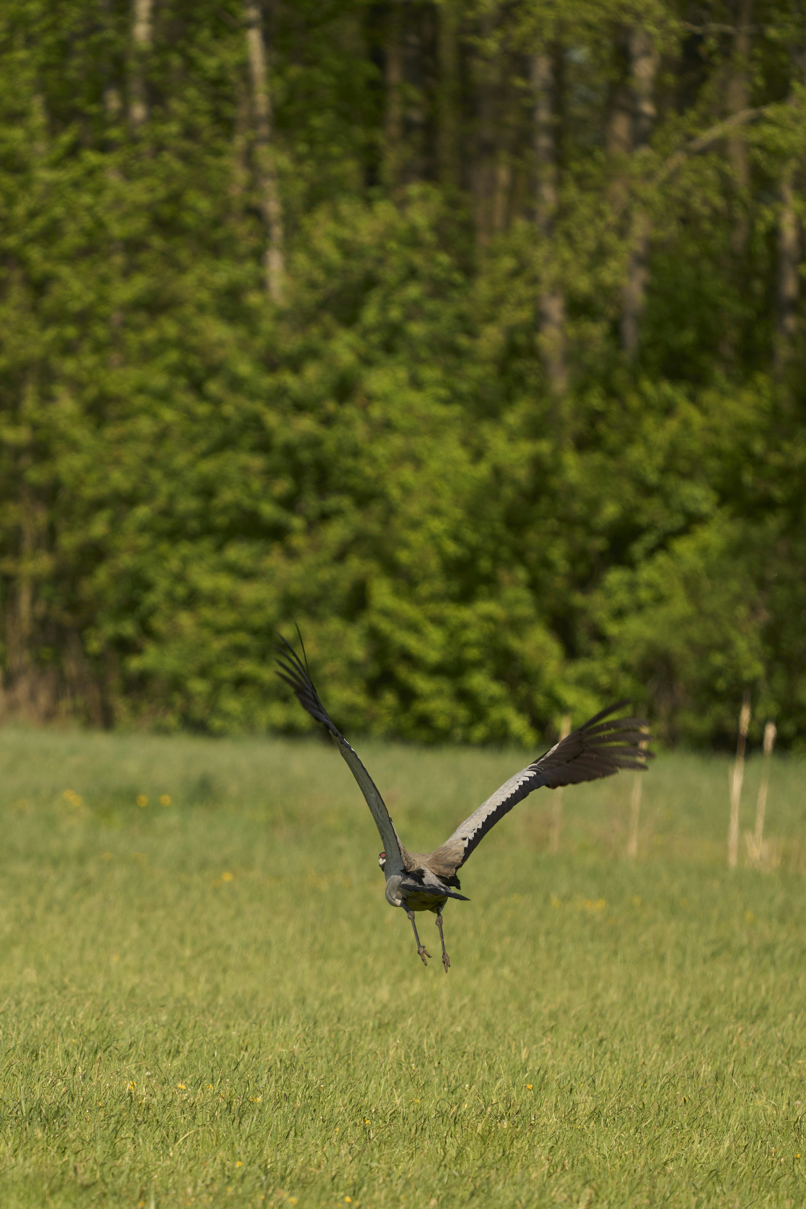 Photo by wolfgang_hasselmann