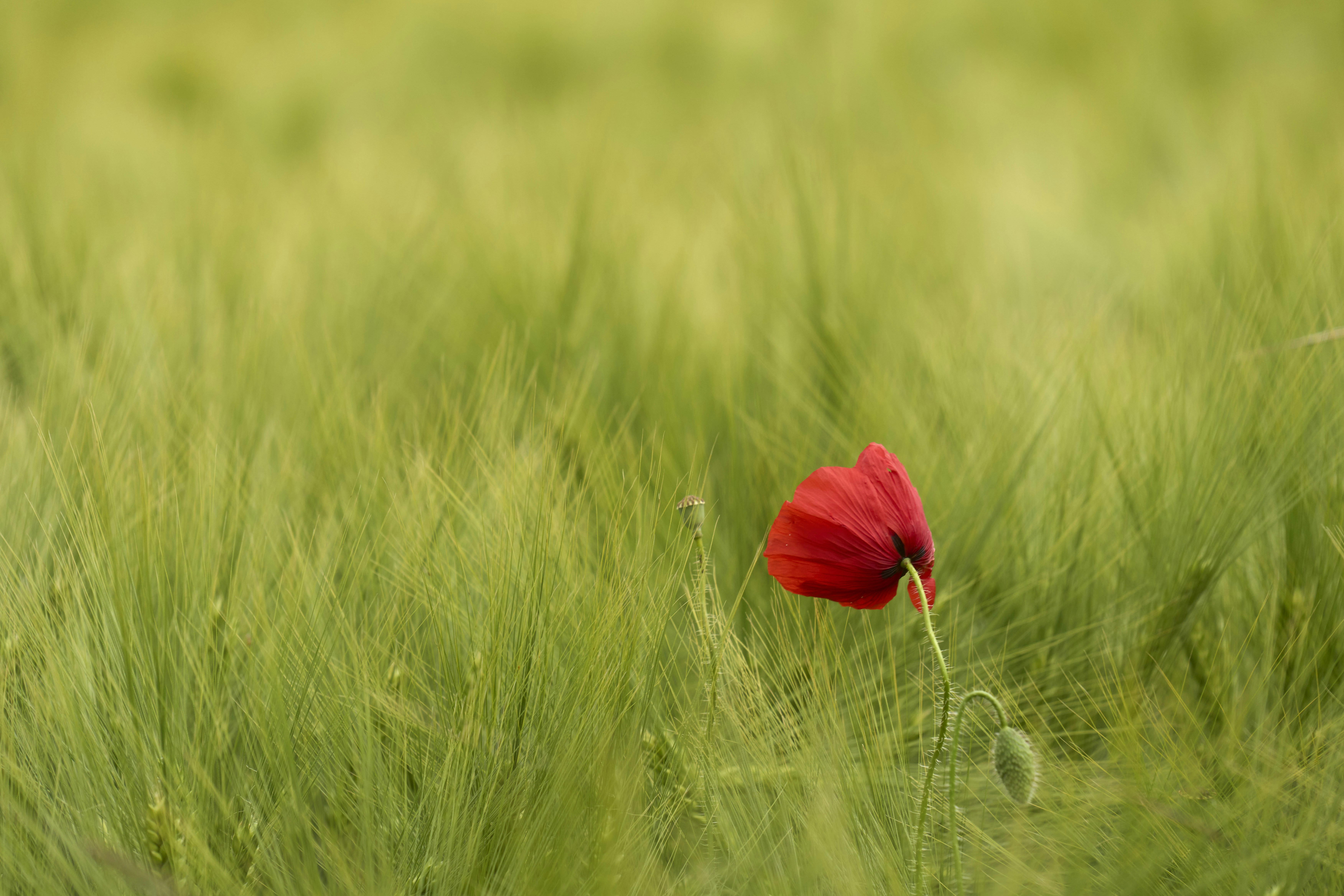 Photo by wolfgang_hasselmann