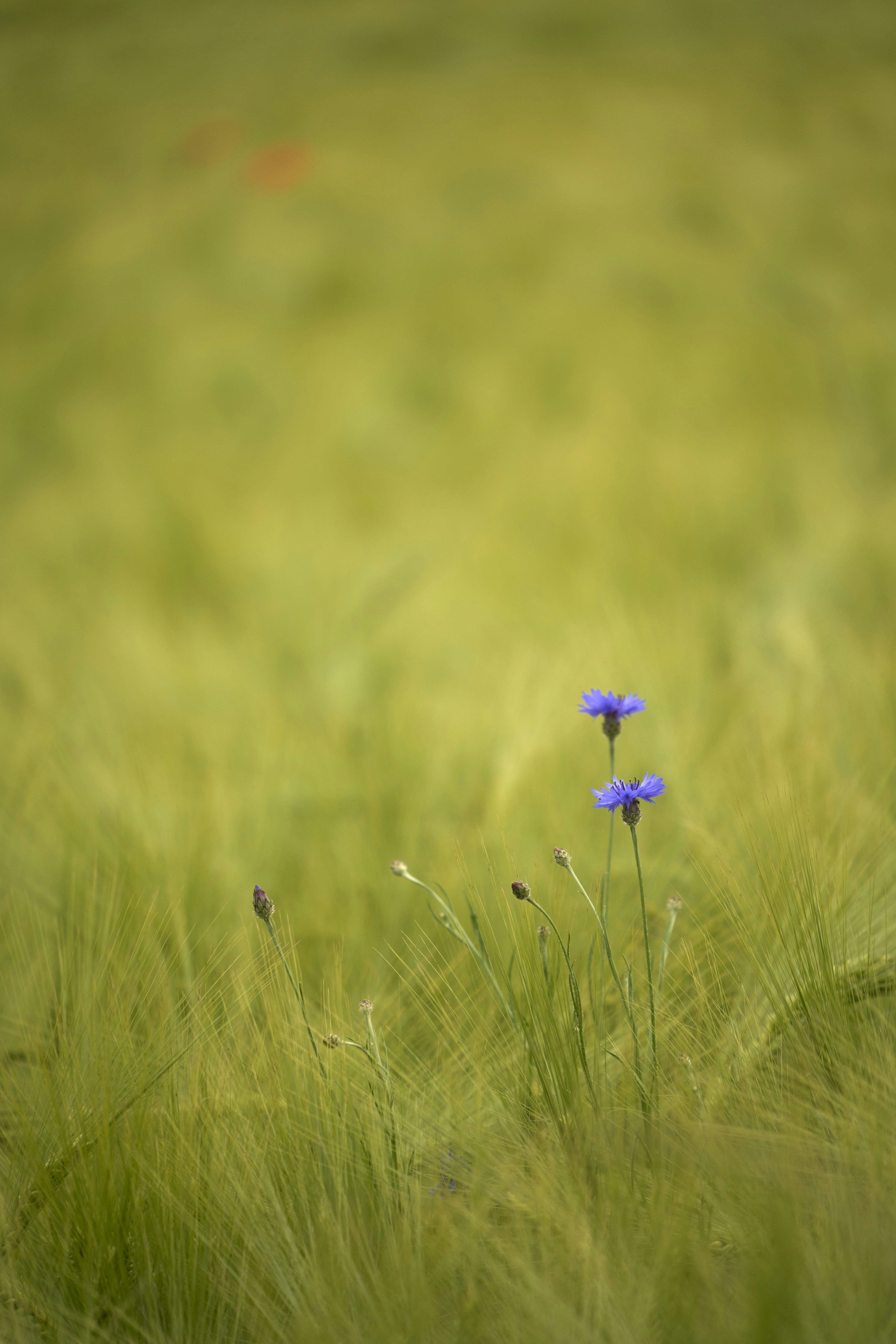 Photo by wolfgang_hasselmann