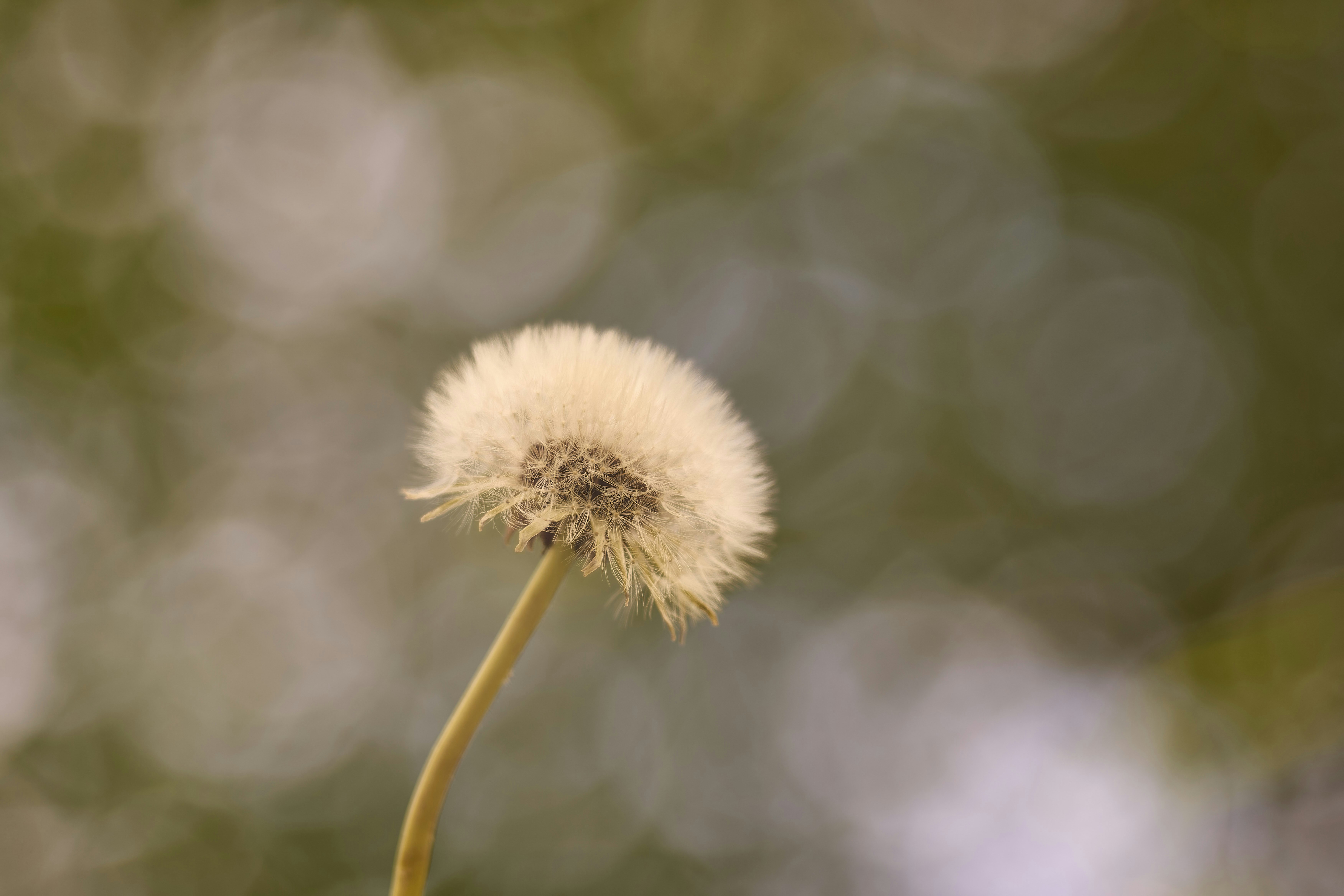 Photo by wolfgang_hasselmann