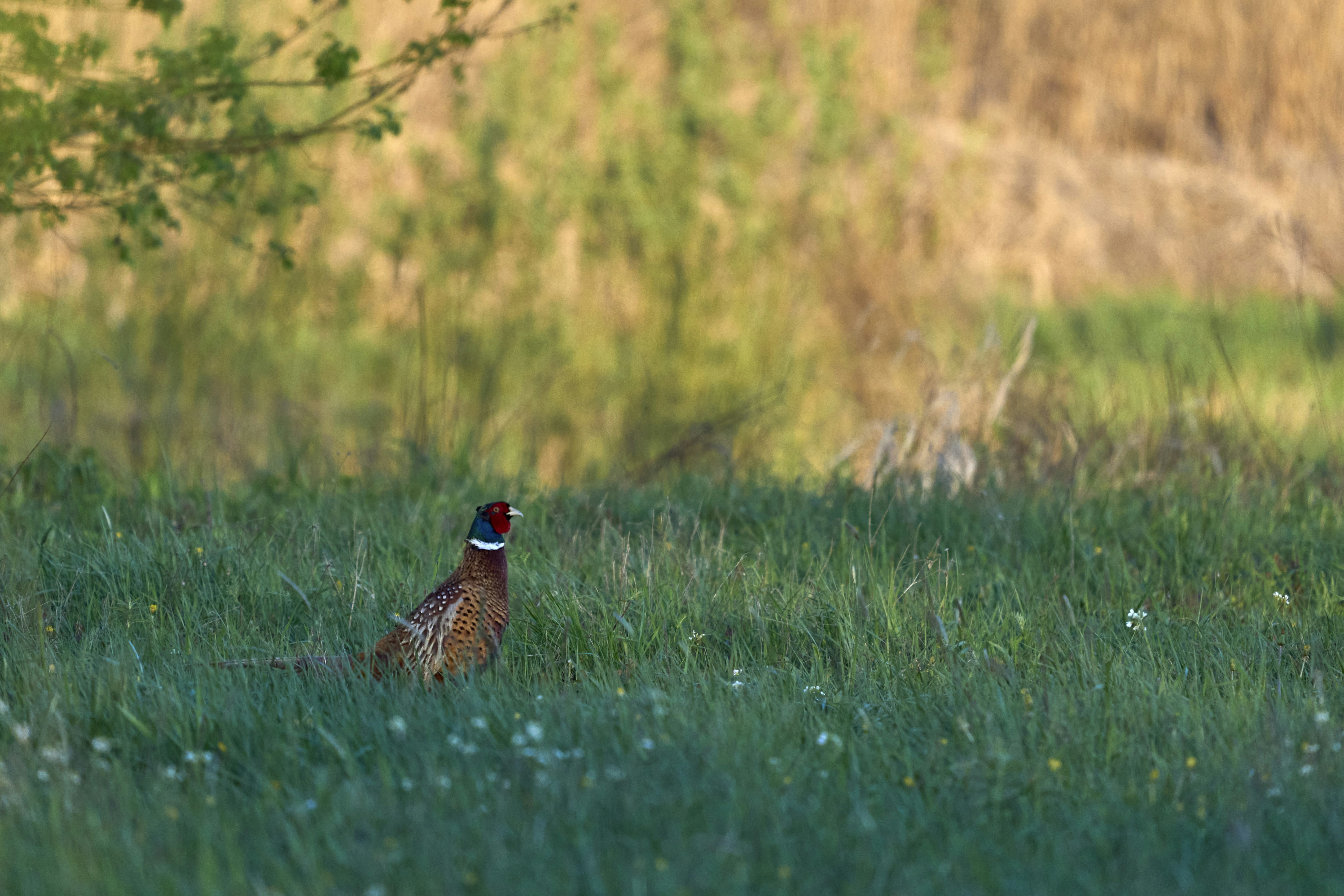 Photo by wolfgang_hasselmann