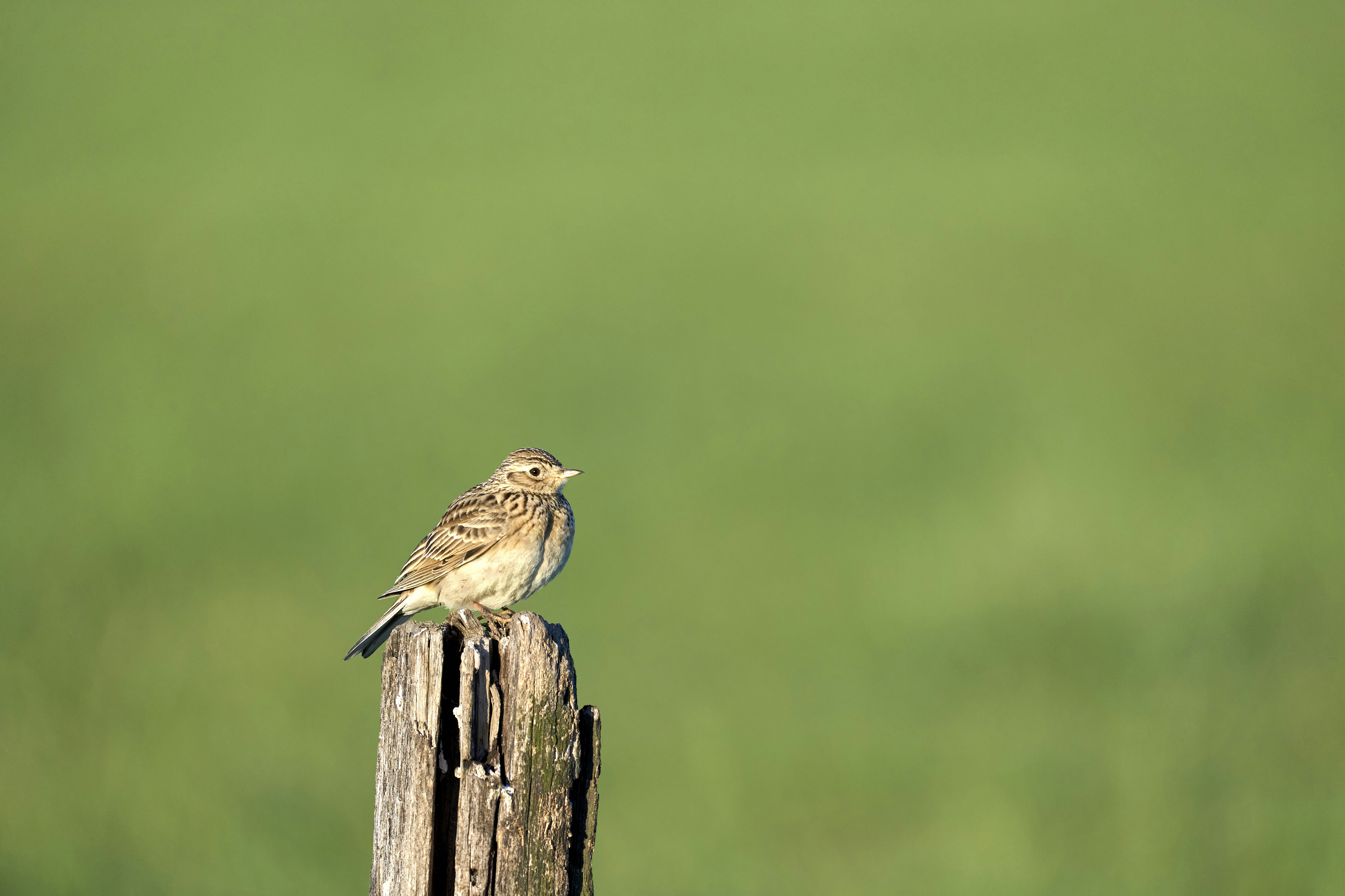 Photo by wolfgang_hasselmann