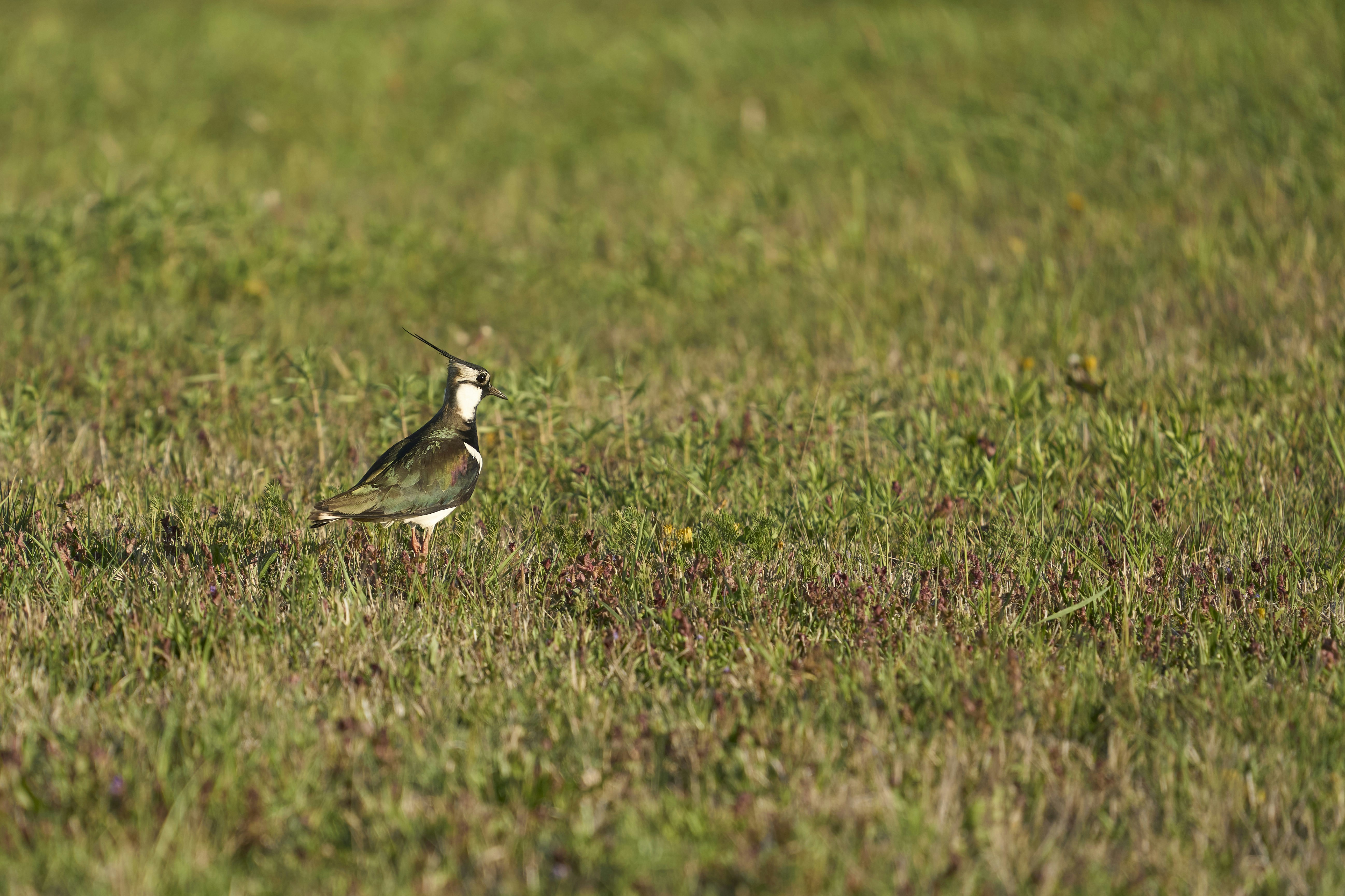 Photo by wolfgang_hasselmann