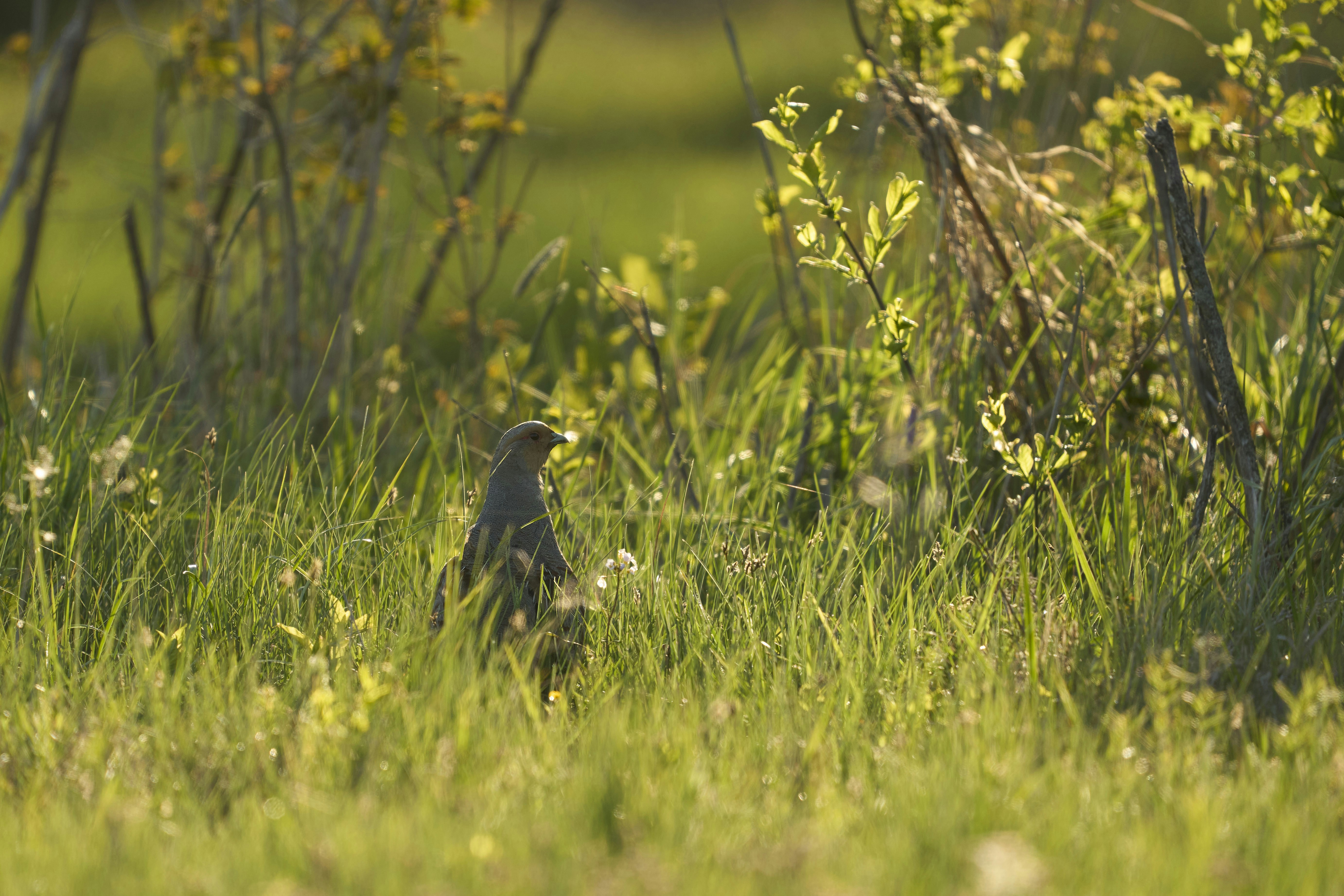 Photo by wolfgang_hasselmann