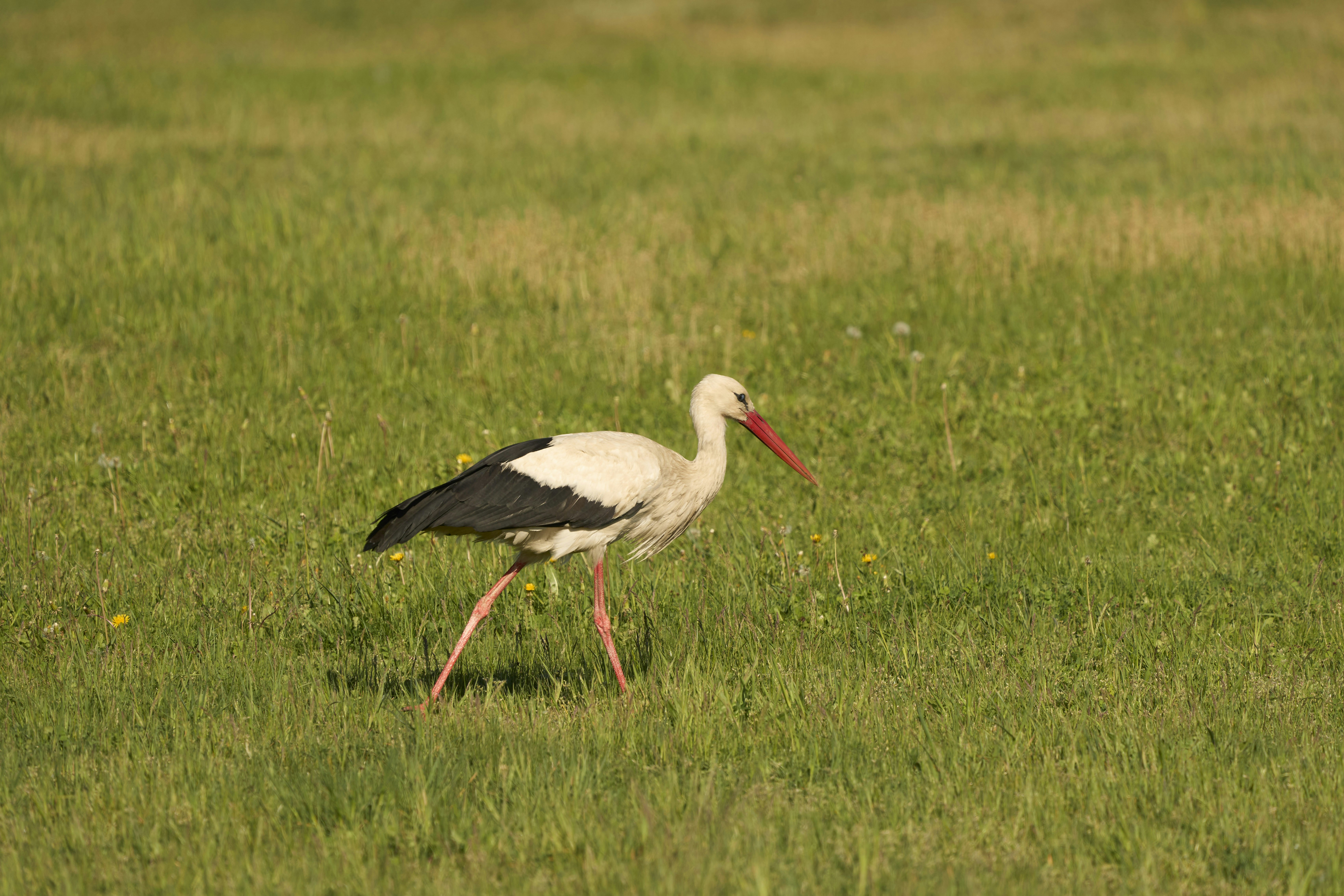 Photo by wolfgang_hasselmann