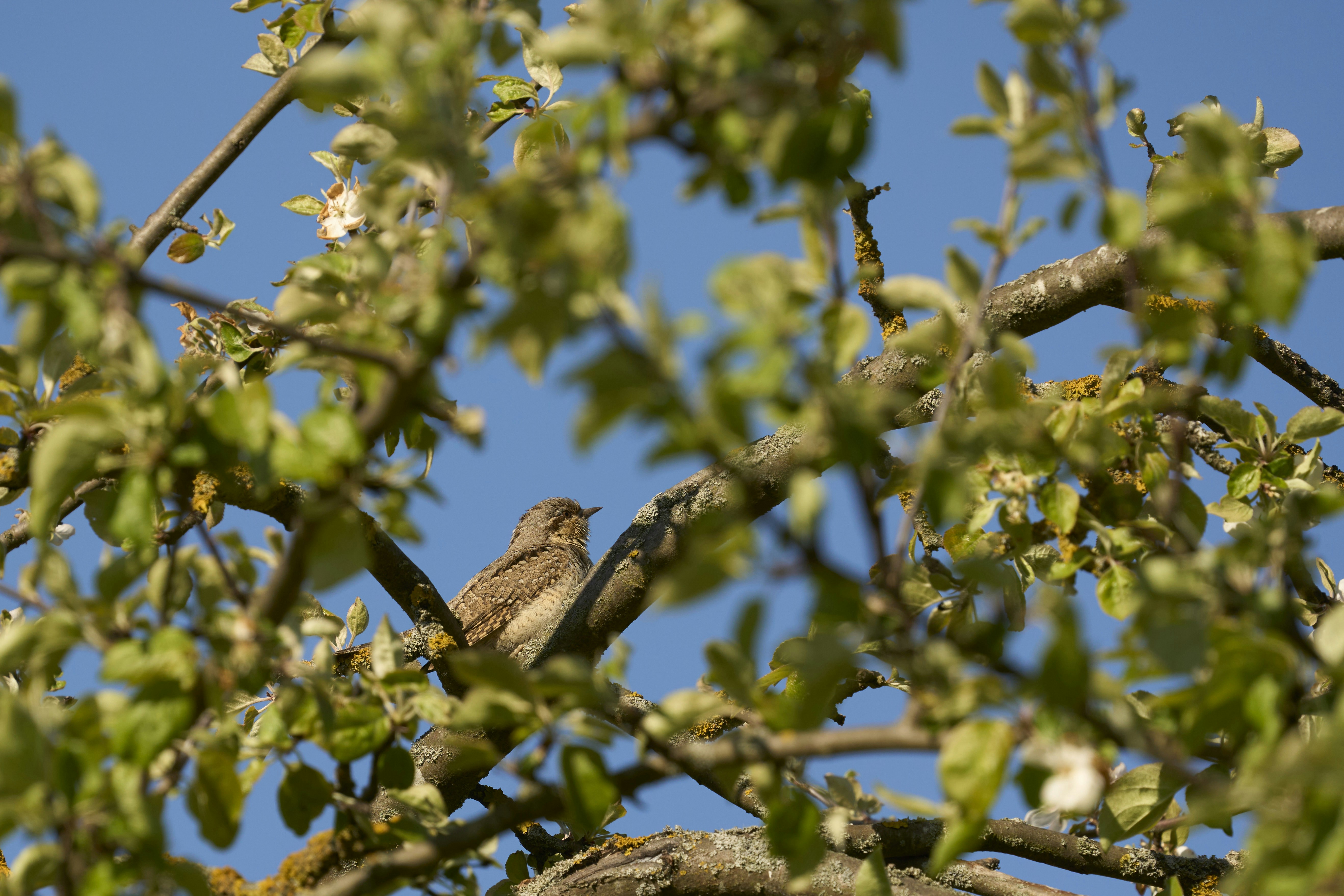 Photo by wolfgang_hasselmann