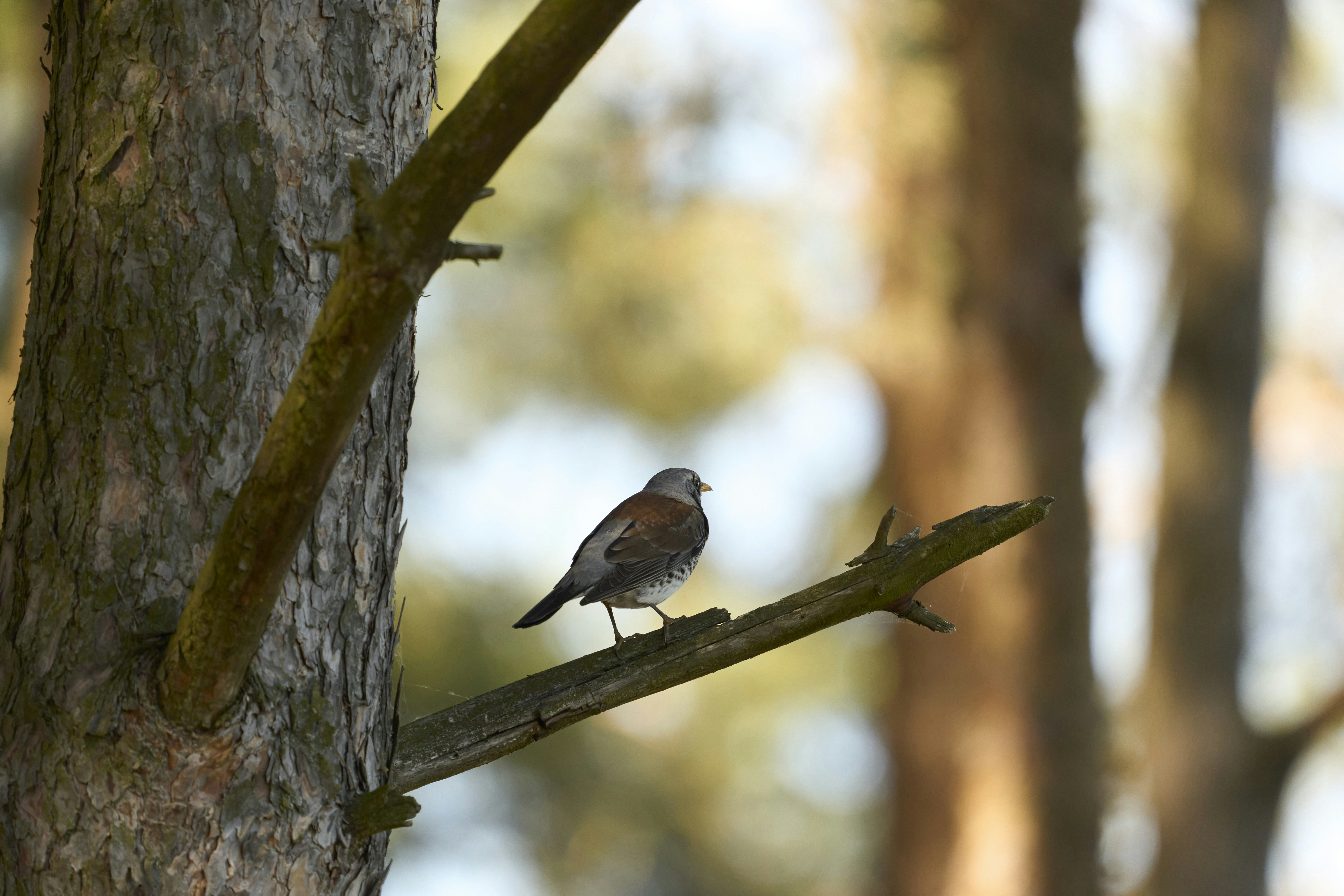 Photo by wolfgang_hasselmann