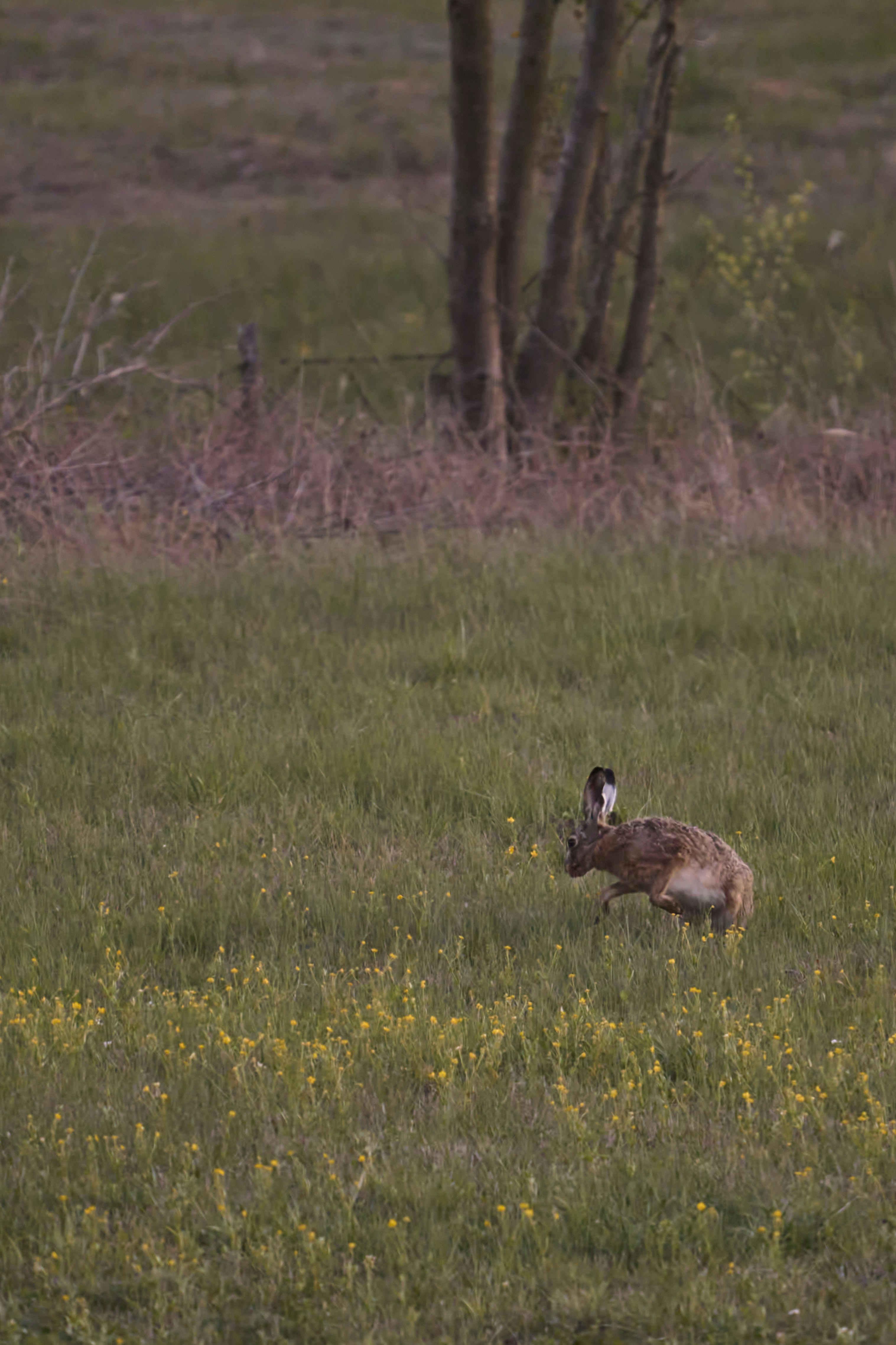 Photo by wolfgang_hasselmann