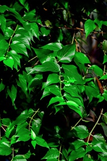 Lush, vibrant green foliage is the focus.