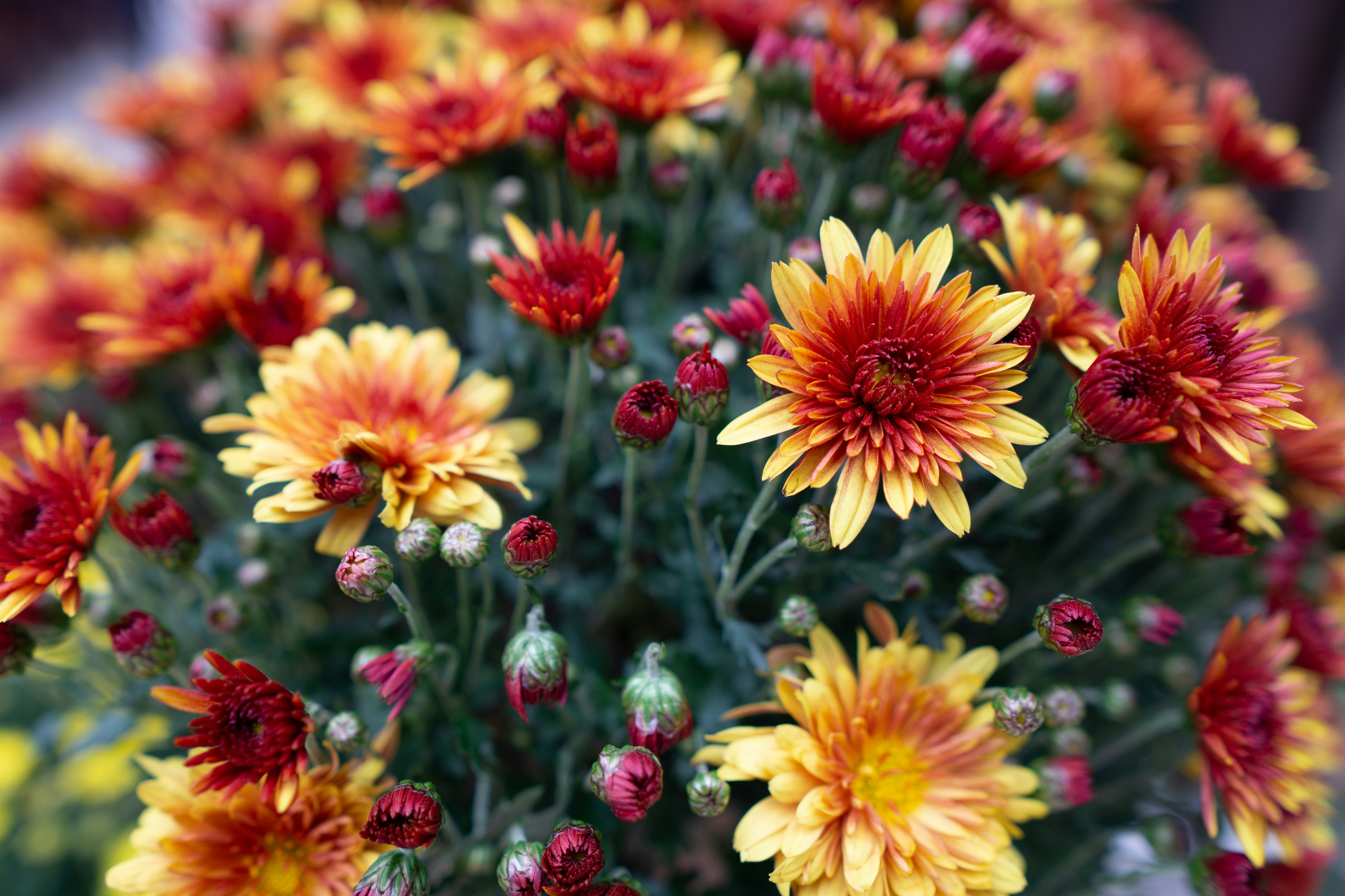 Photo by sinisalekovic