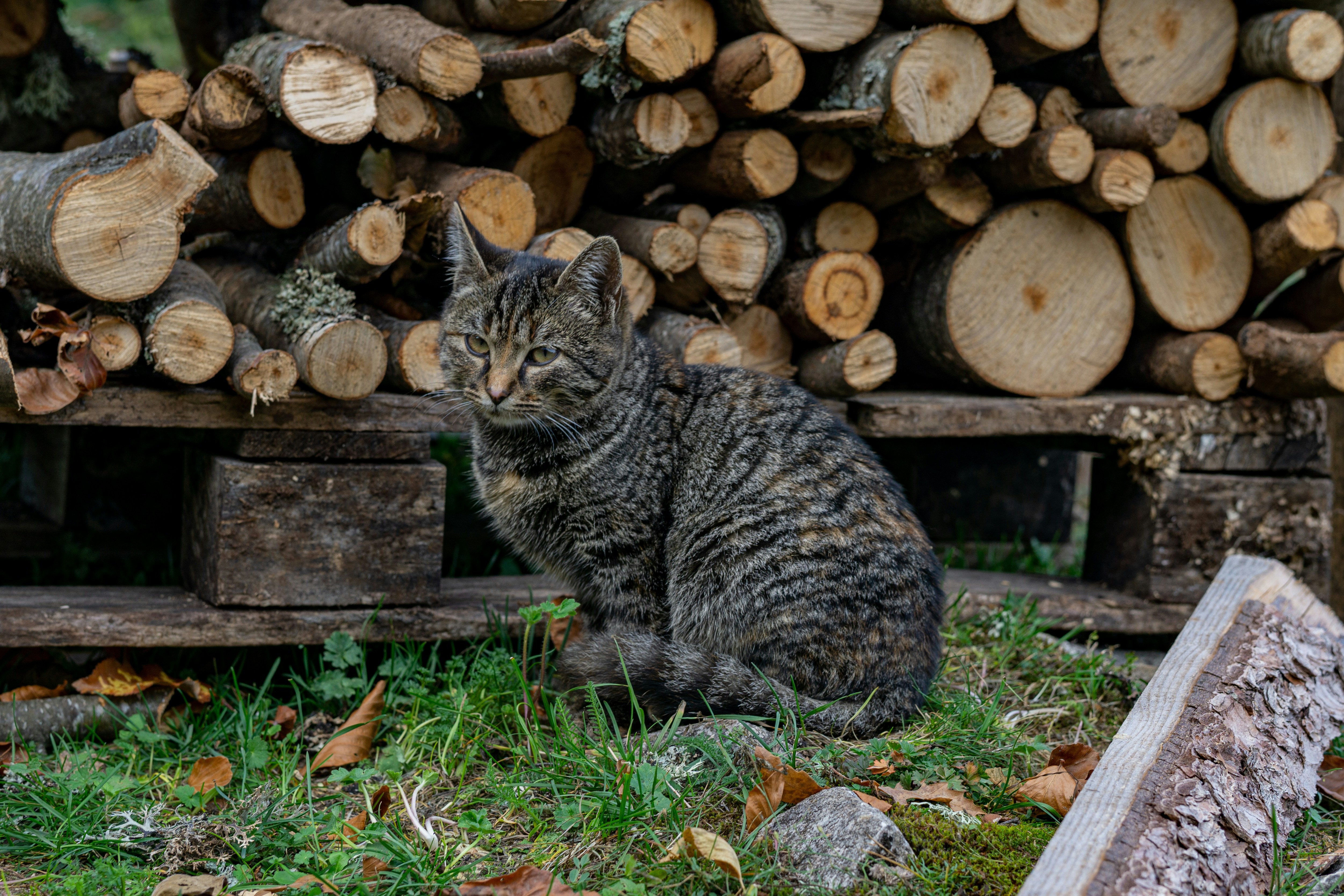 12 Pros and Cons of Wood-Based Natural Cat Litter