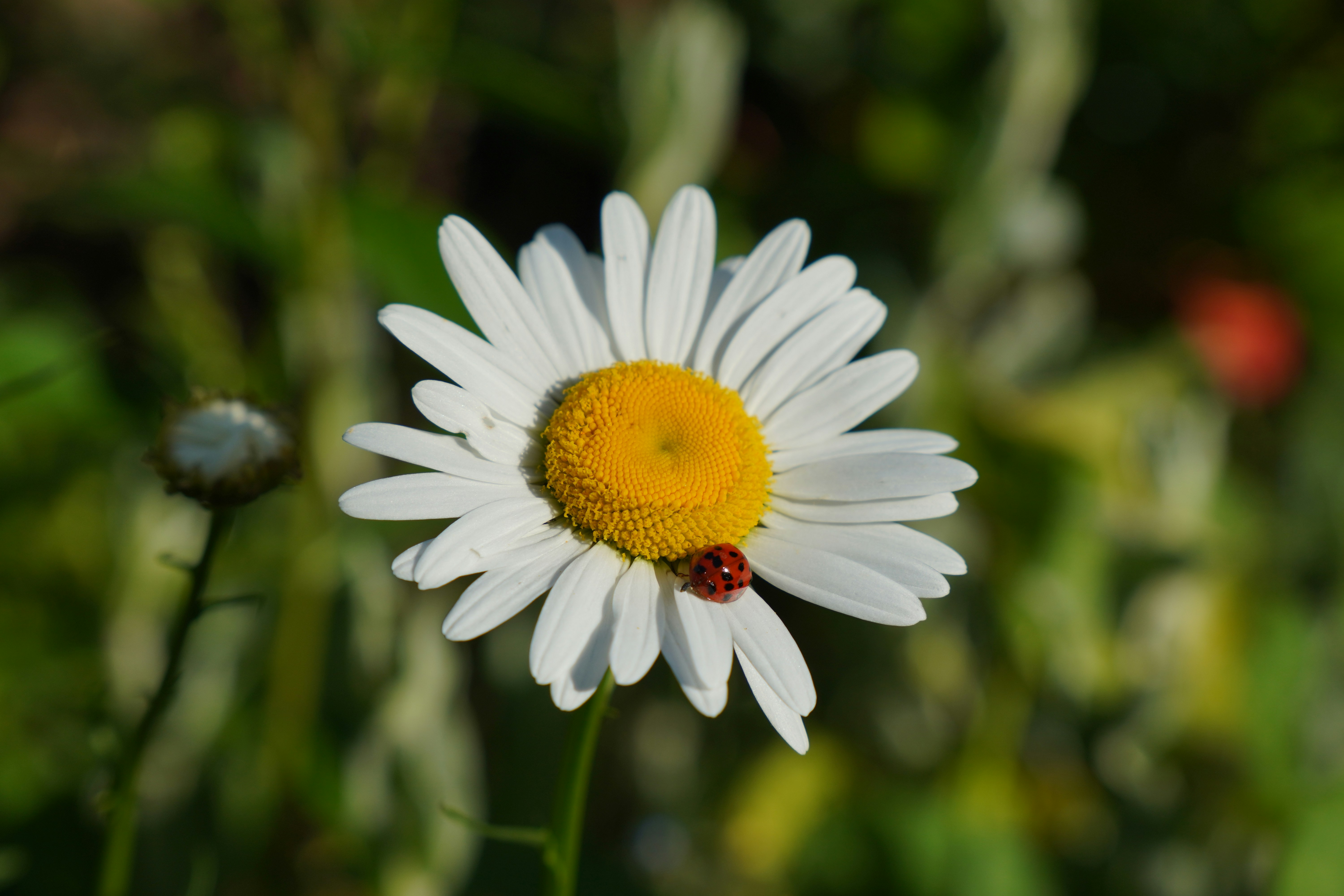 Ein Marienkäfer ruht auf einer wunderschönen Gänseblümchenblüte.