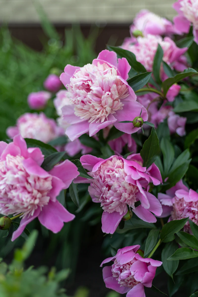 Rosa pioner i full blom i en svensk sommarträdgård
