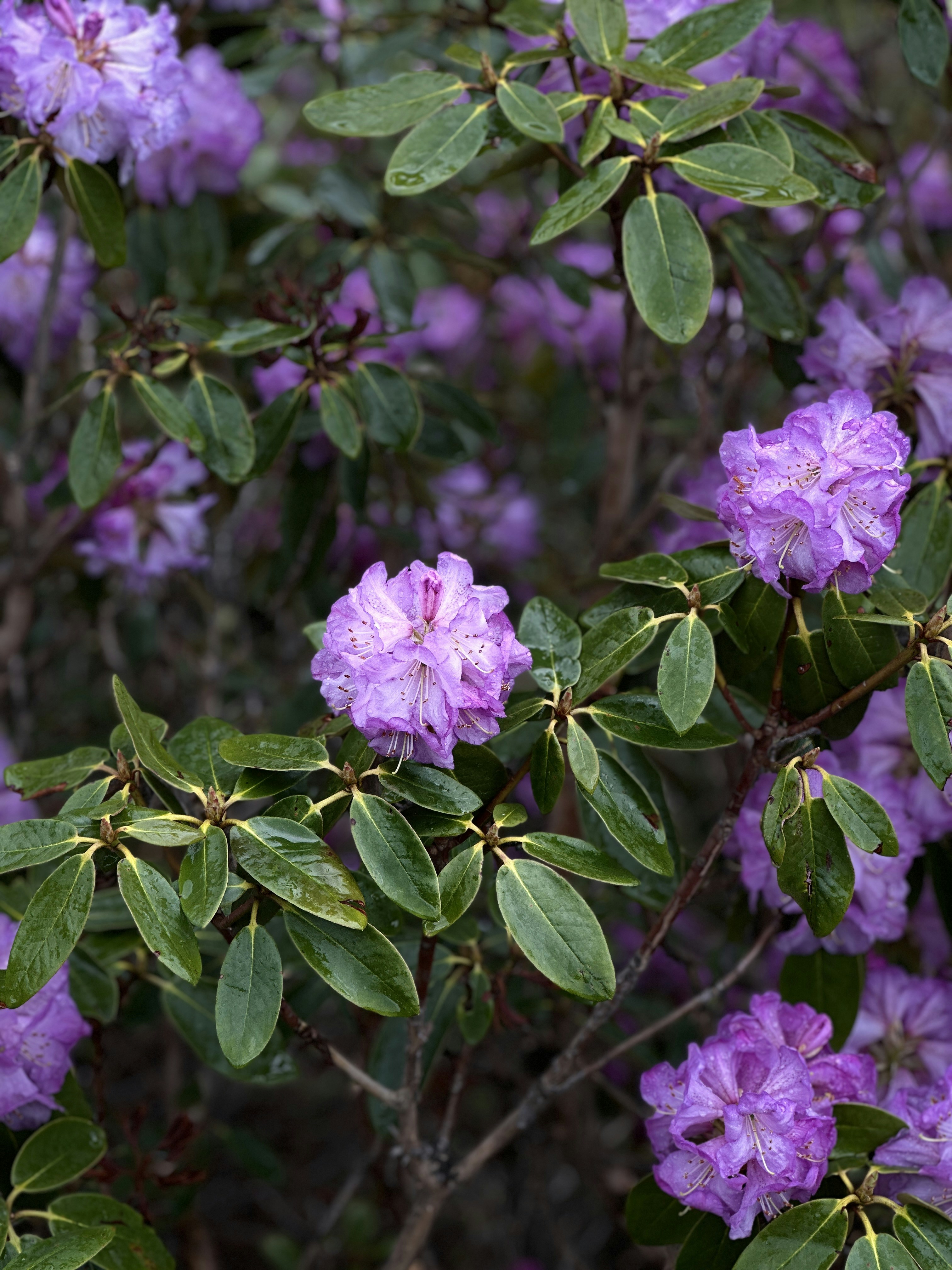 Photo by naturebyneha