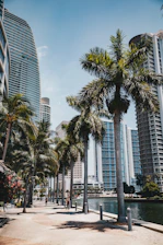 Palm trees line a waterfront walkway in the city.