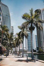 Palm trees line a waterfront walkway in the city.