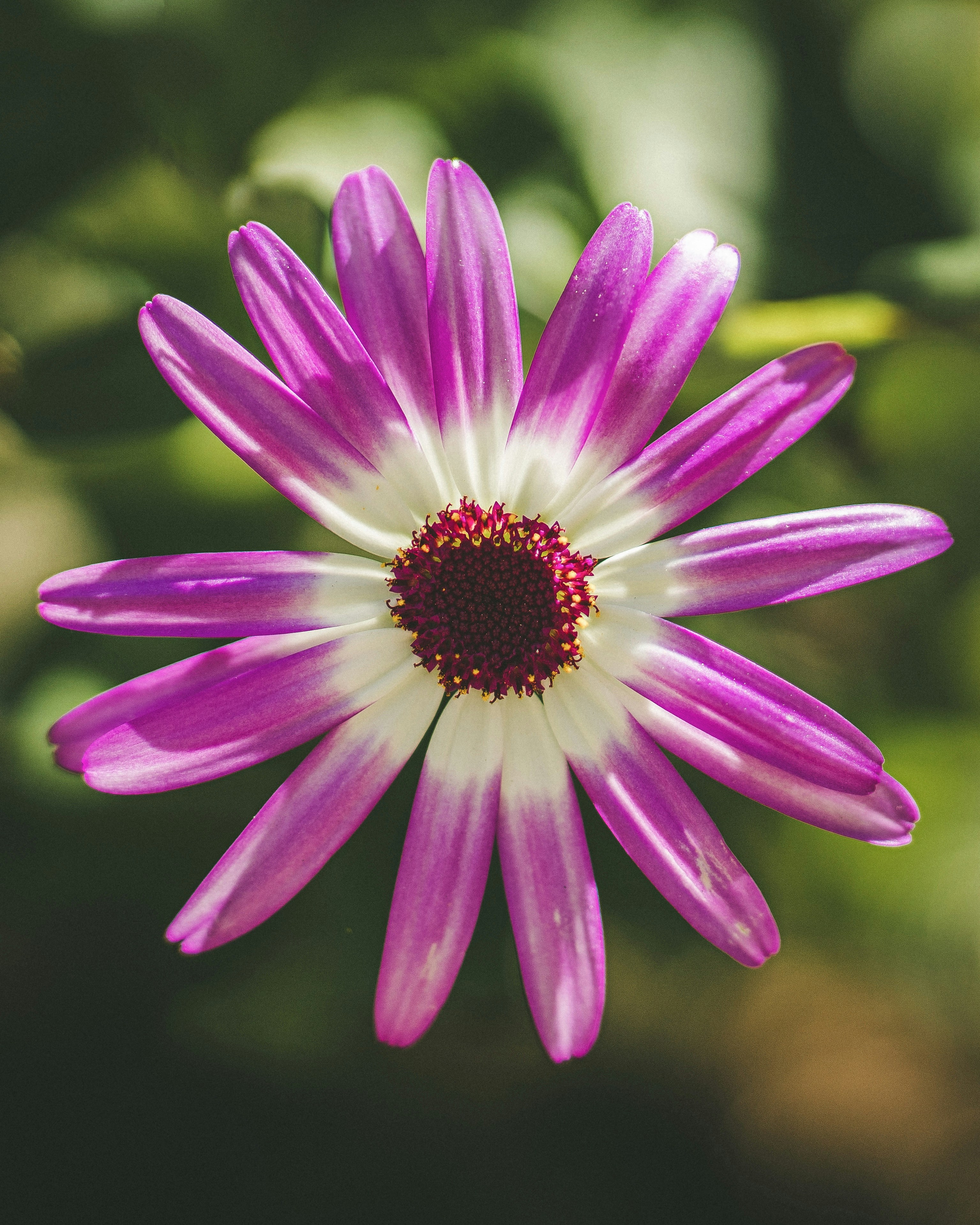 Purple and white flower close-up.