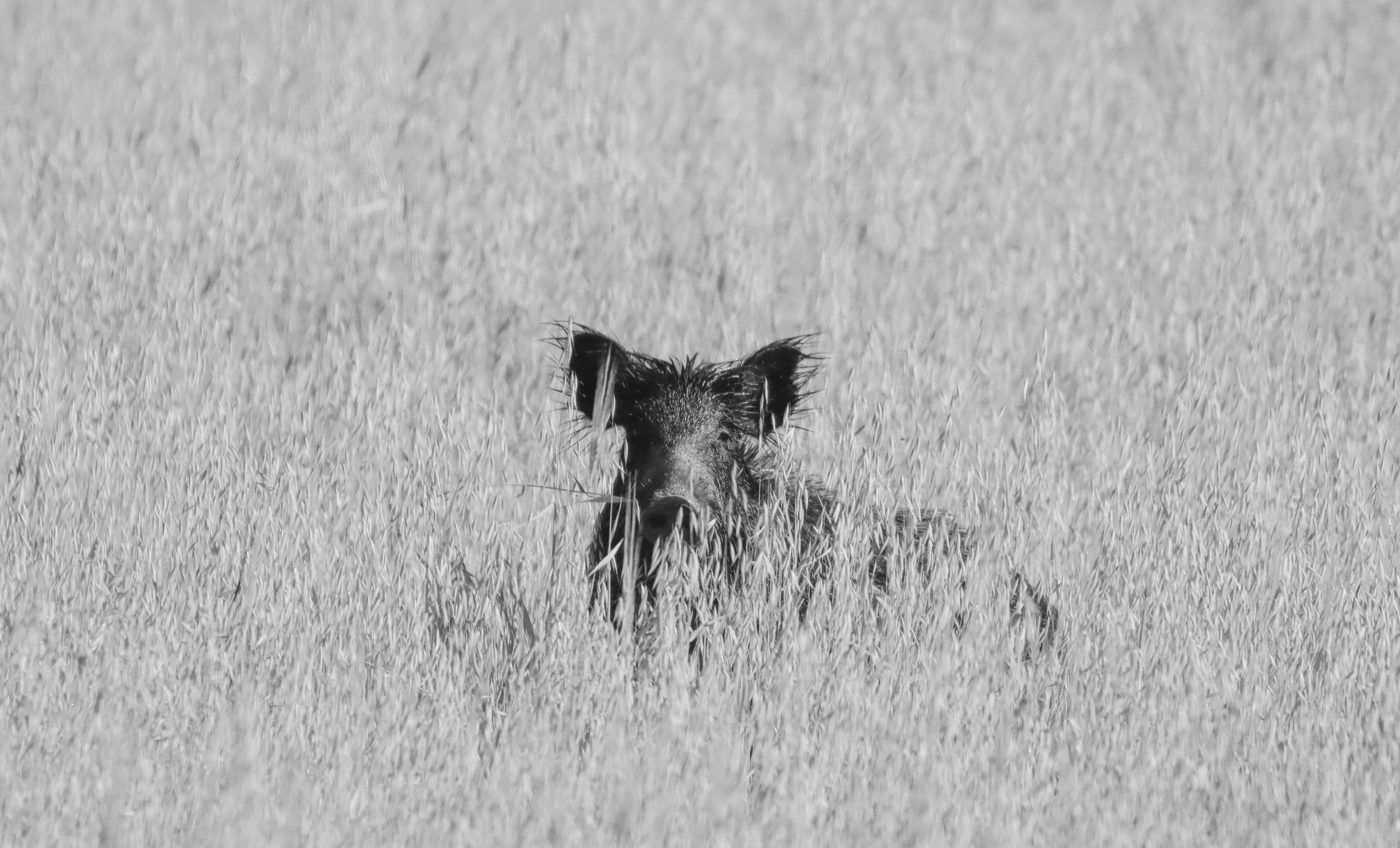 A wild pig lurks in the tall grass.