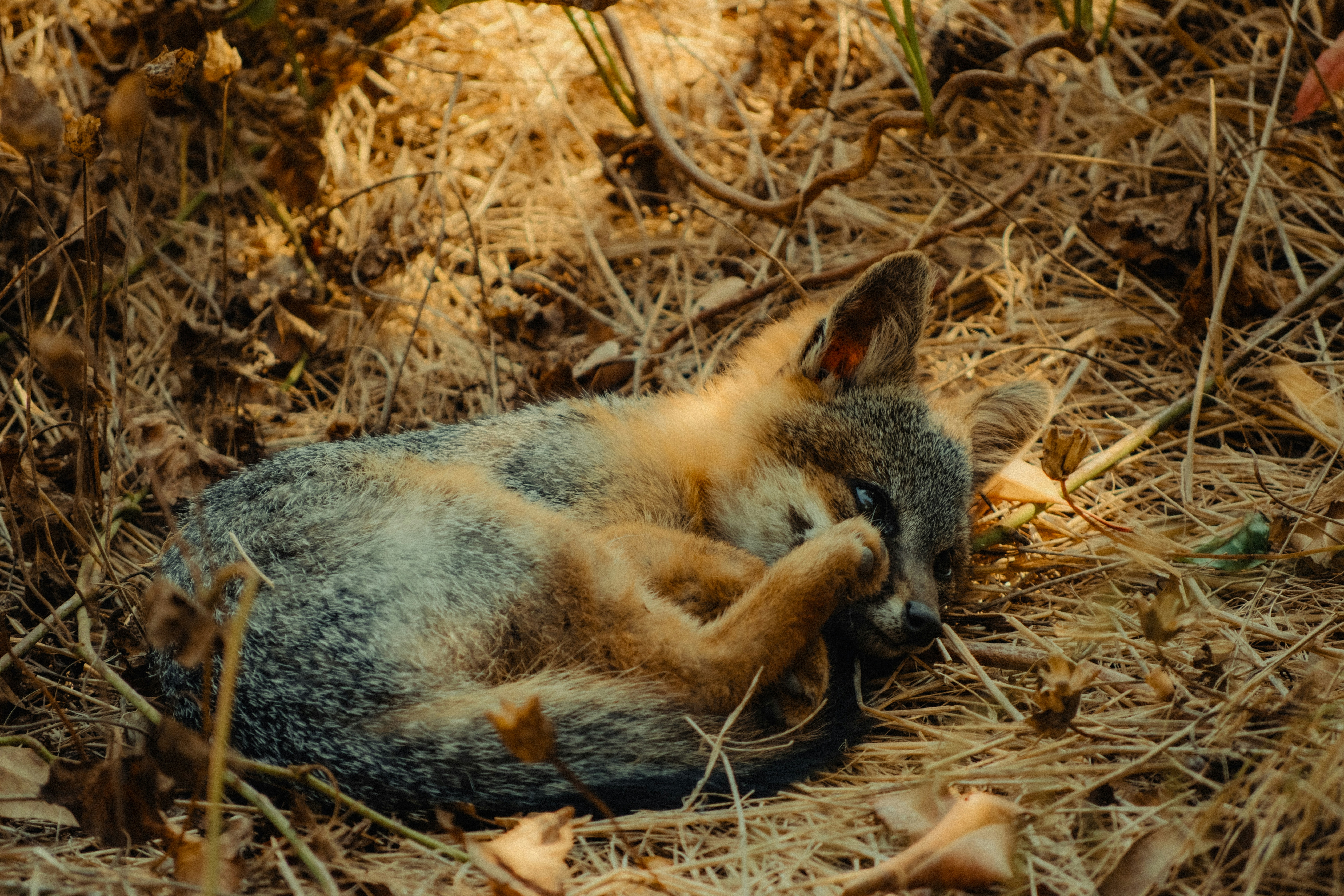 Photo by evanambrose