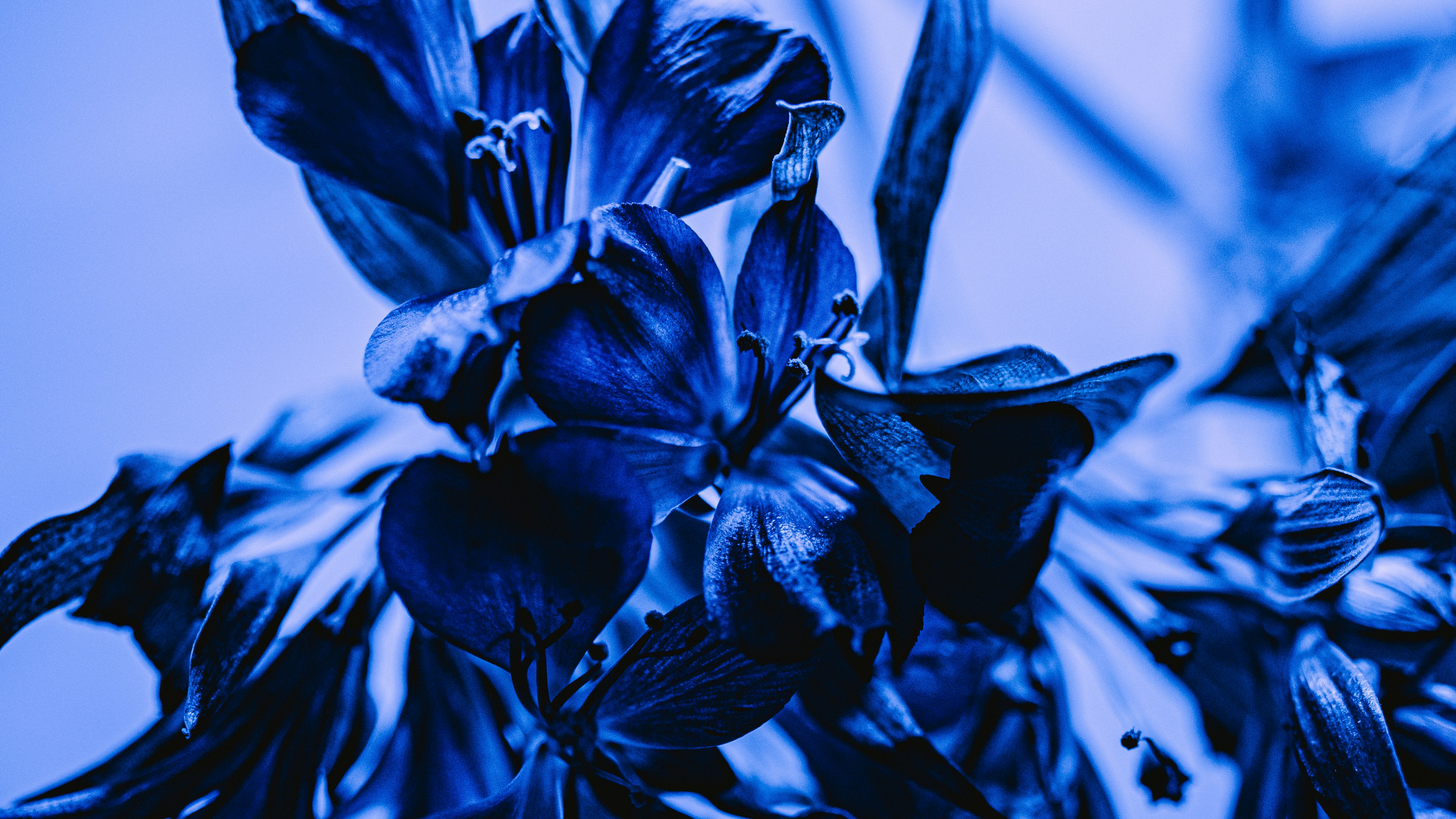 Blue flowers bloom in full view.