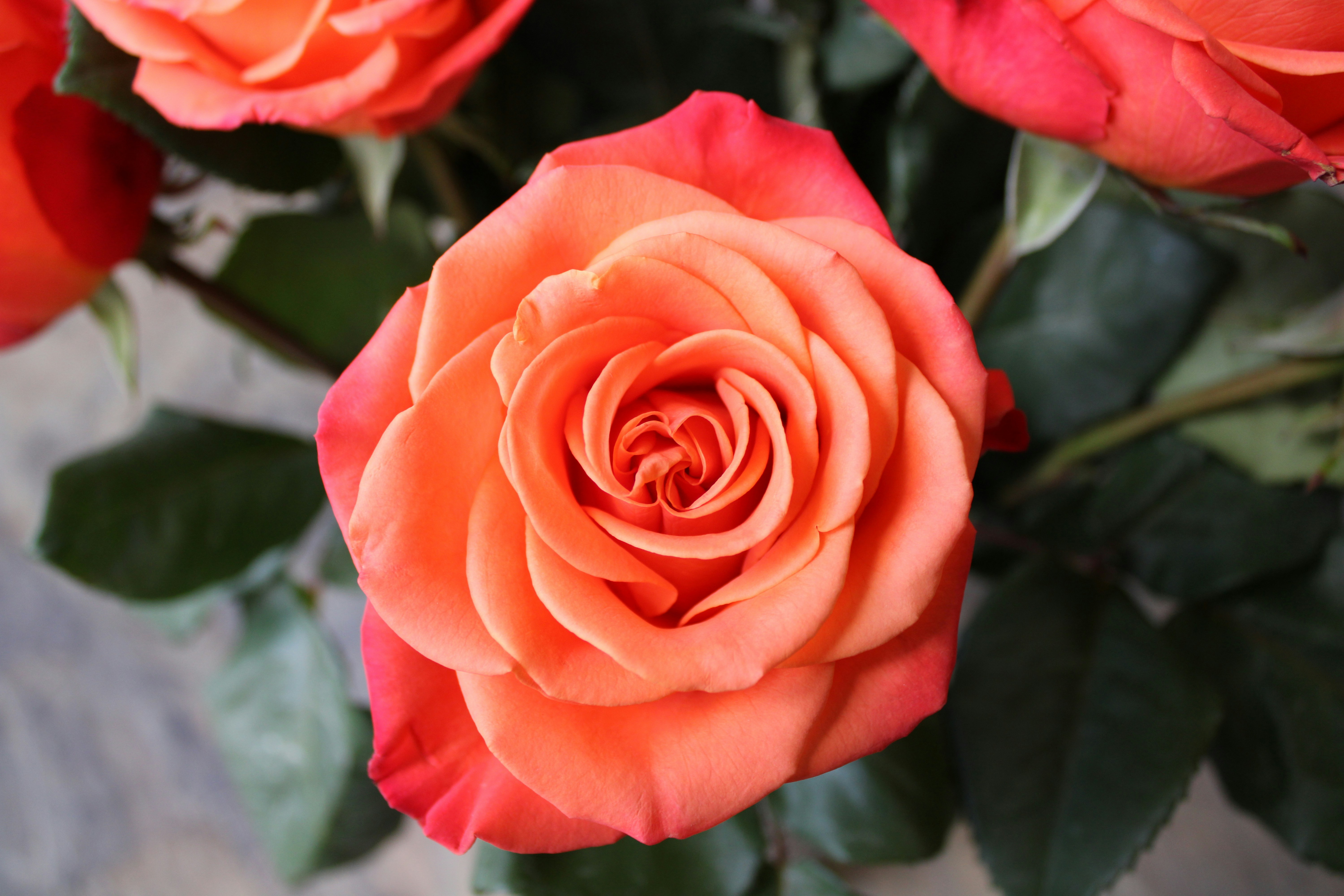 Photo by corinn_suess10