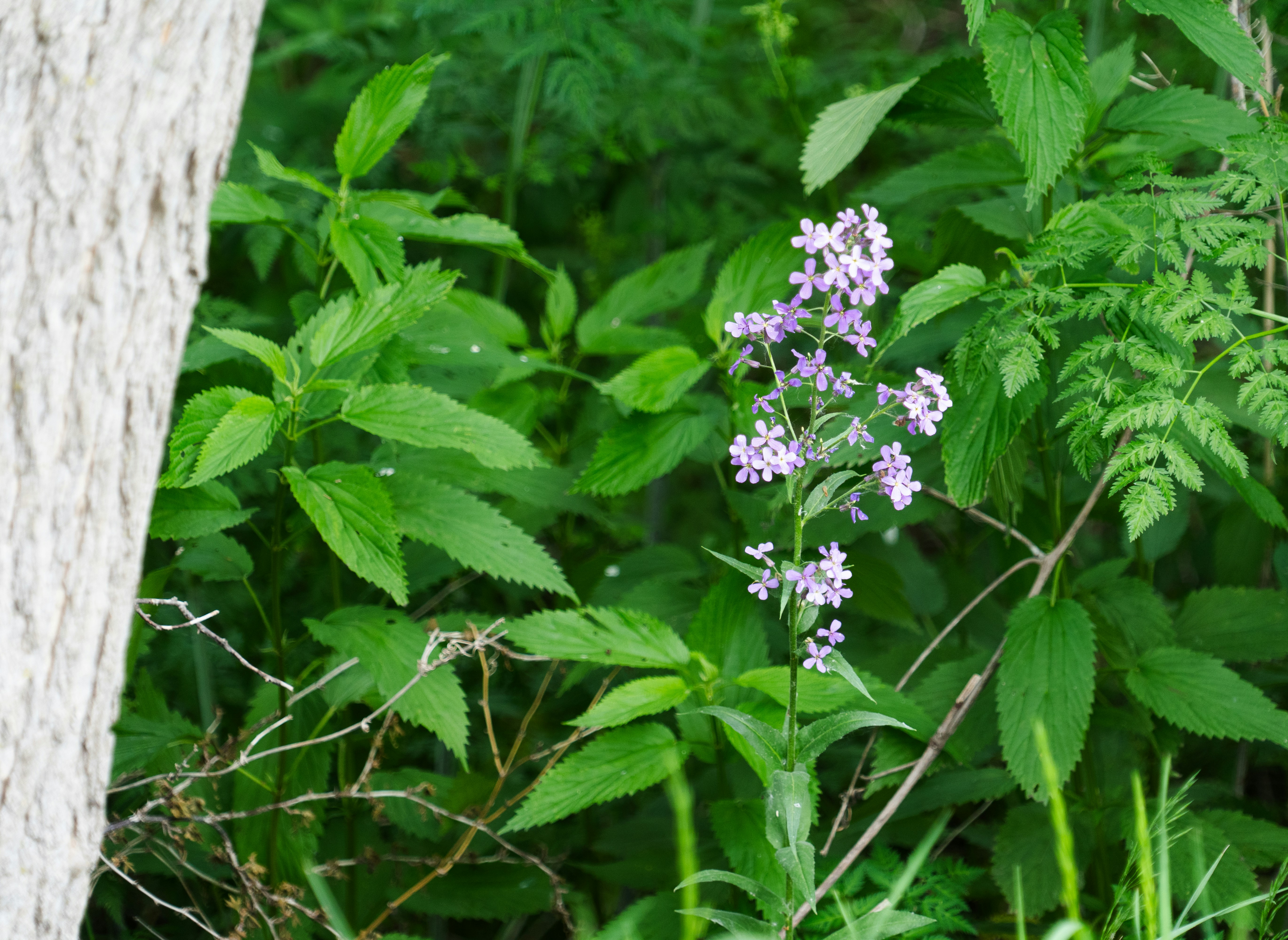 Flores roxas desabrocham entre a vegetação.