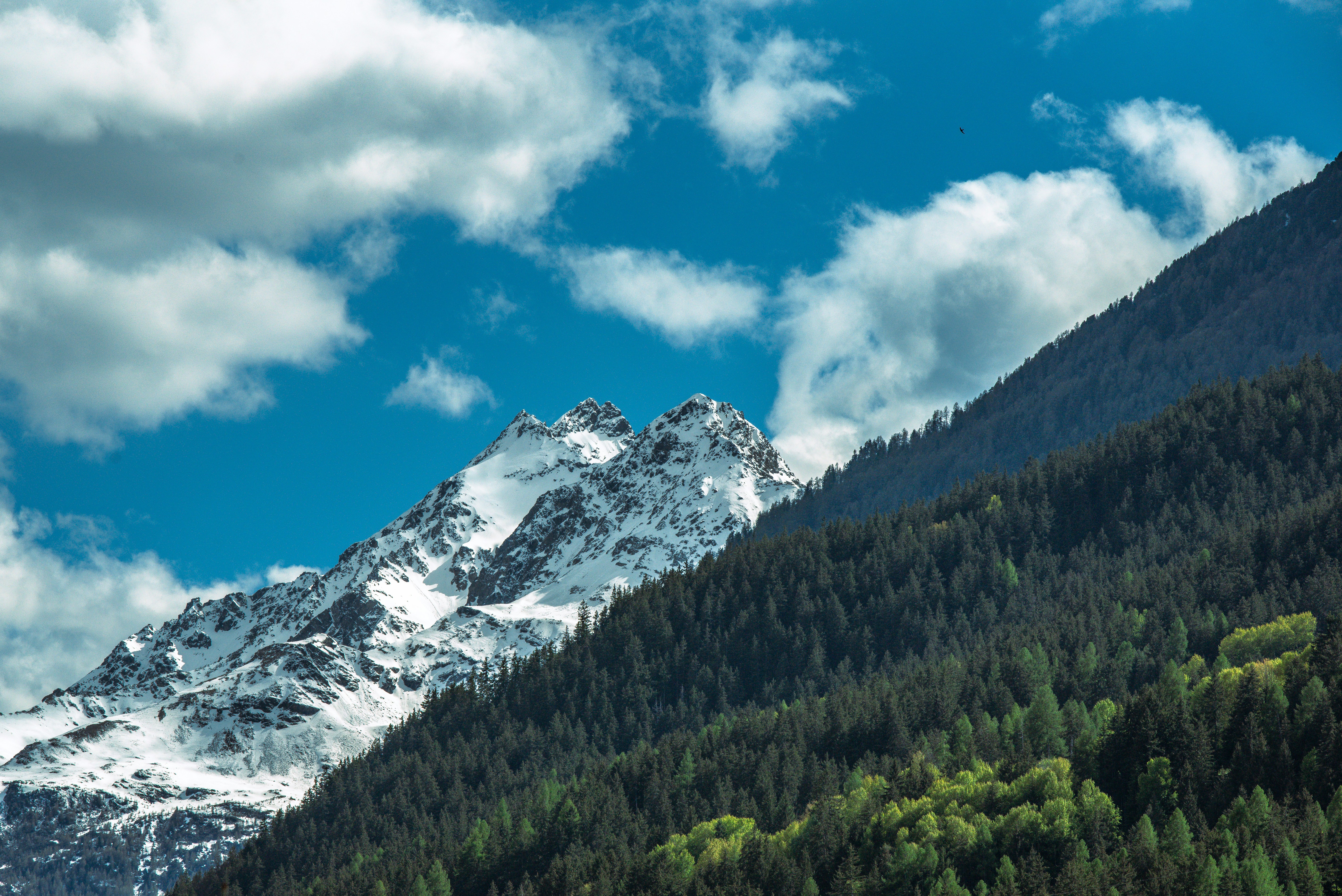 Snow-capped mountains and lush forest under a bright blue sky.
