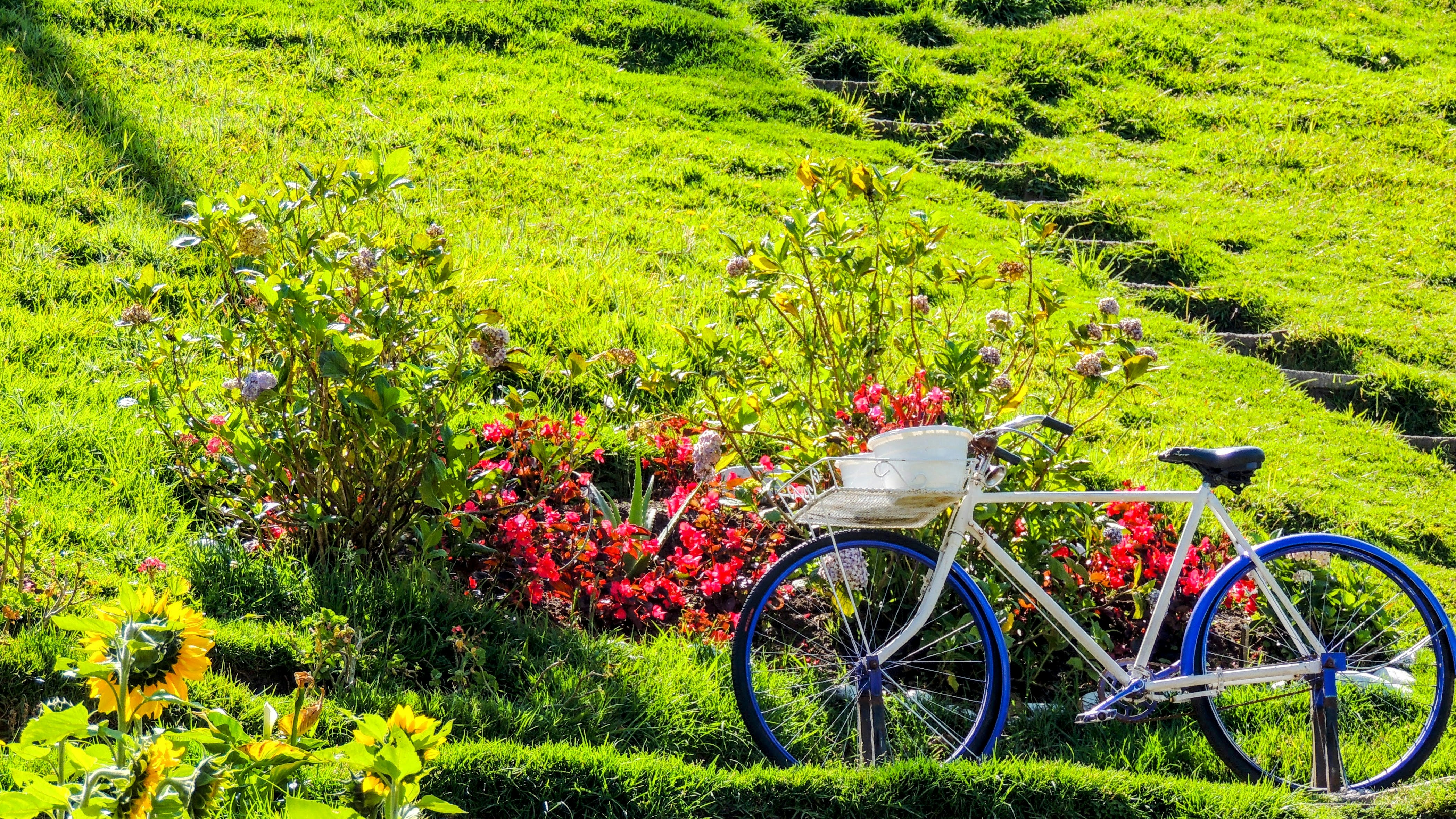 Photo by citywildlens