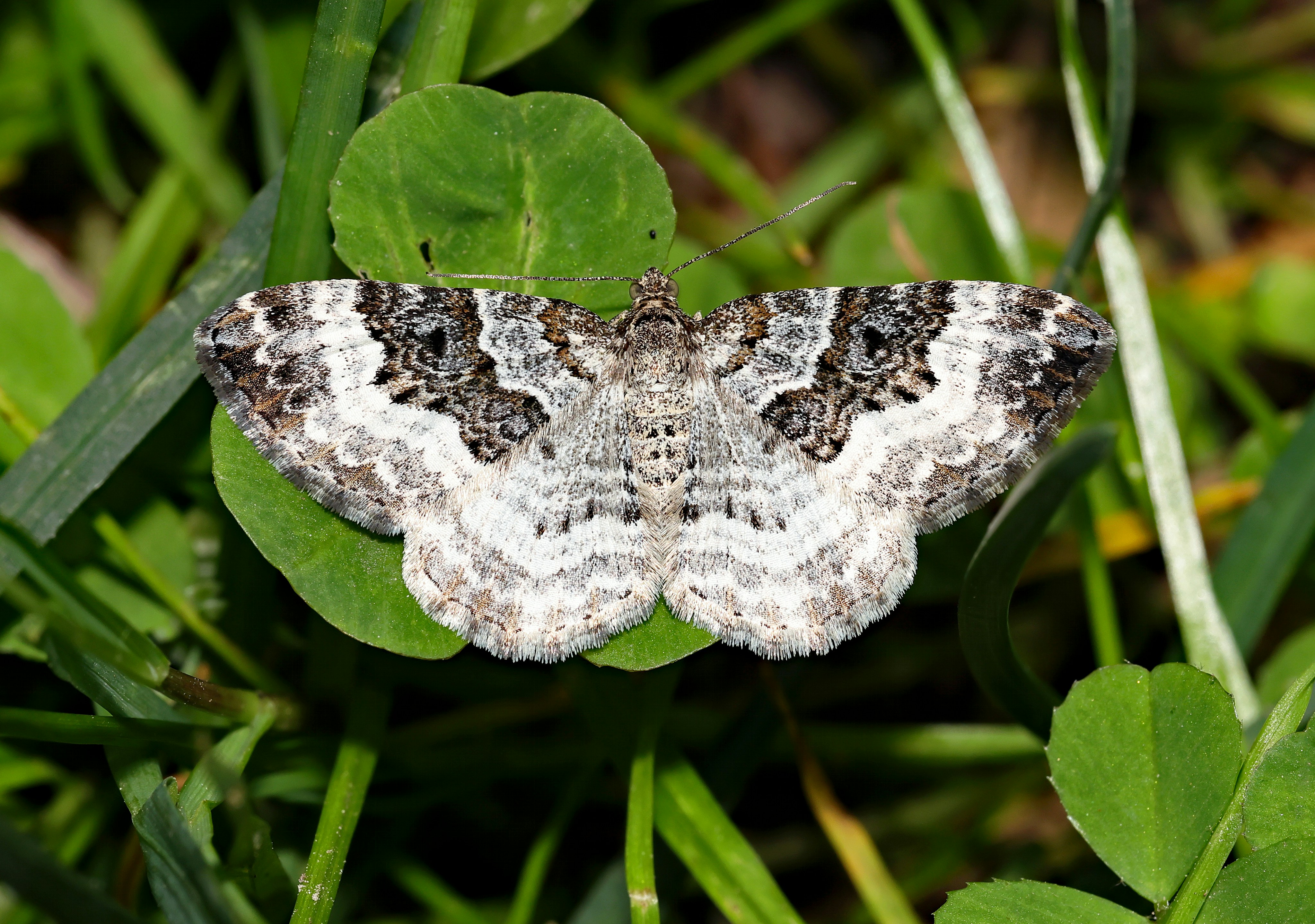 Photo by telliottmbamsc