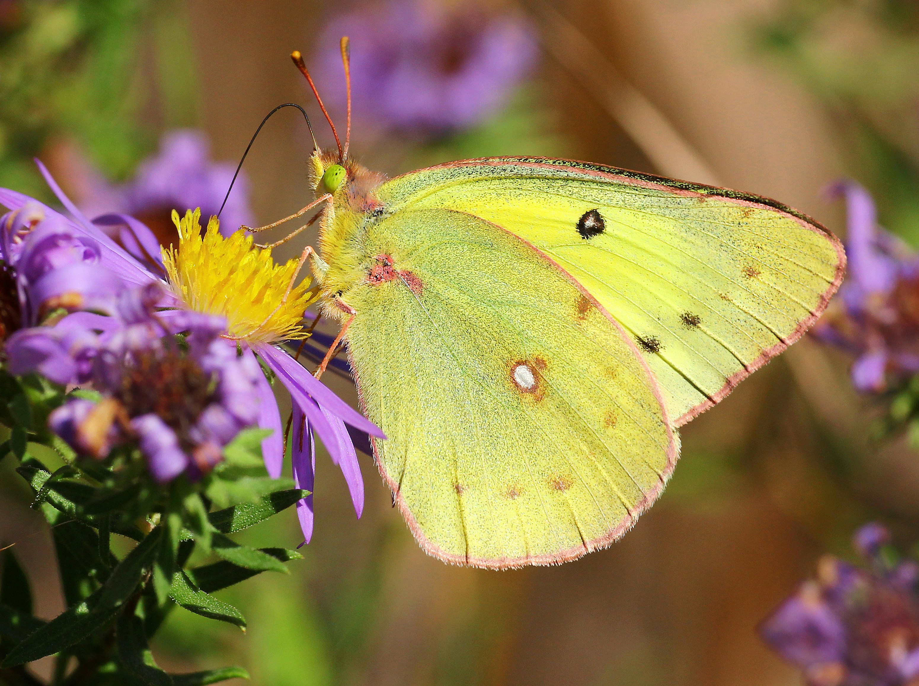 Photo by telliottmbamsc