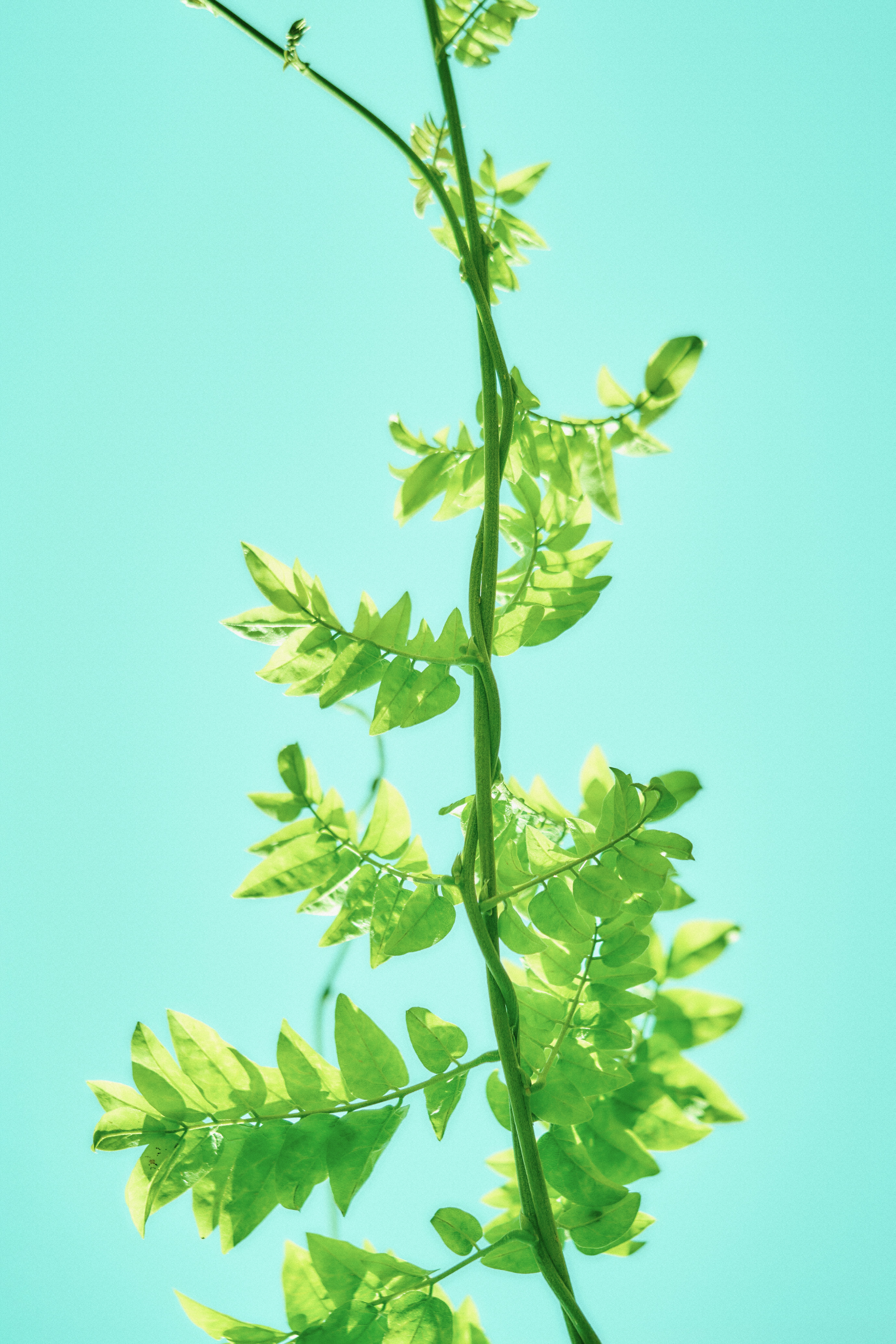 Green vine with leaves against a blue sky.