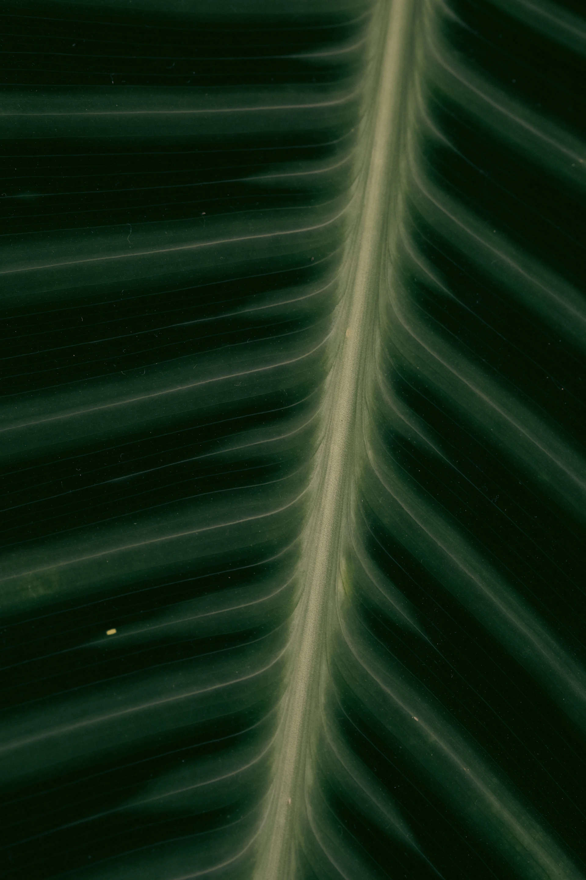 Close-up of a leaf's intricate veining.