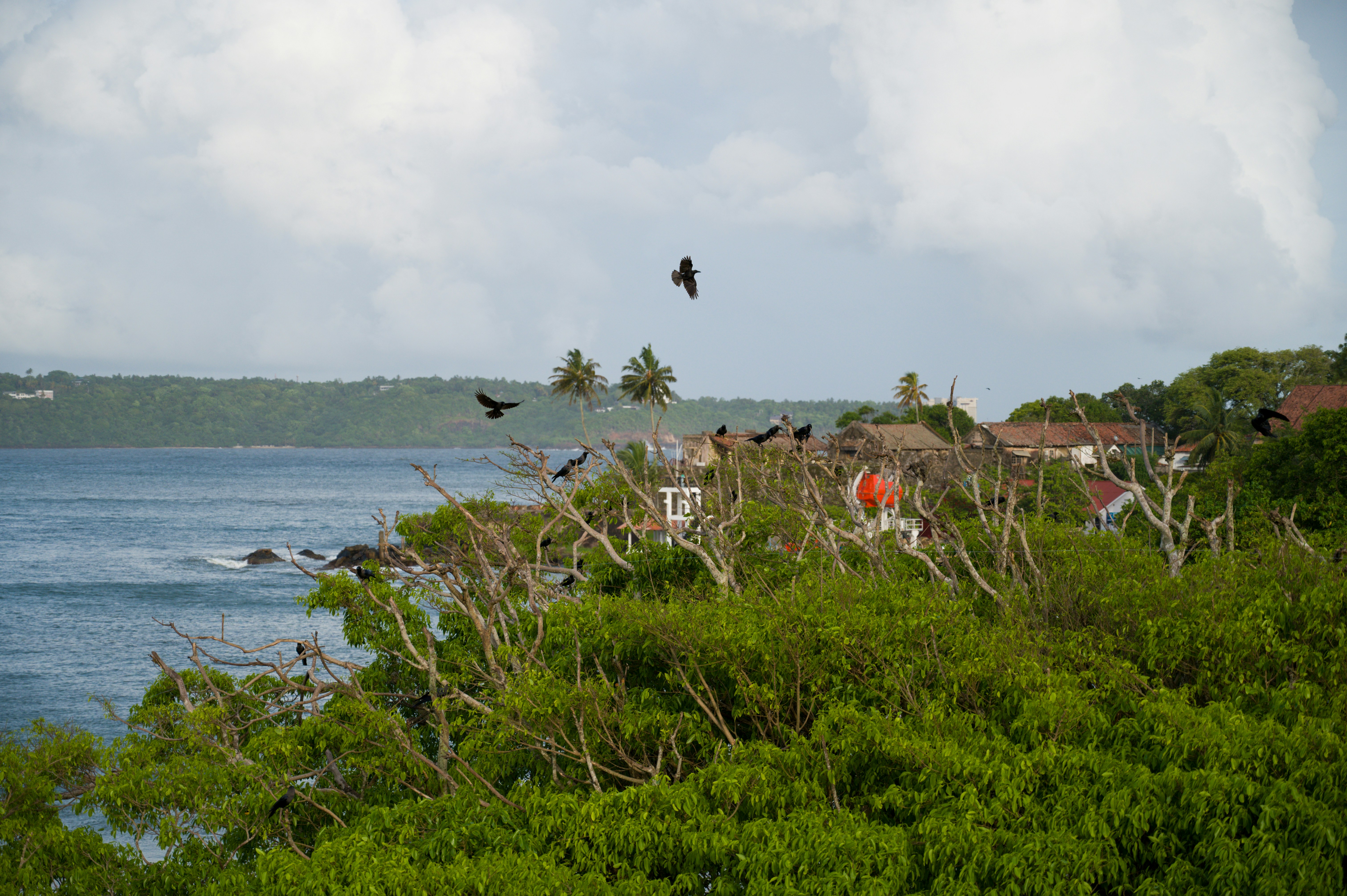 Birds on coastal tree