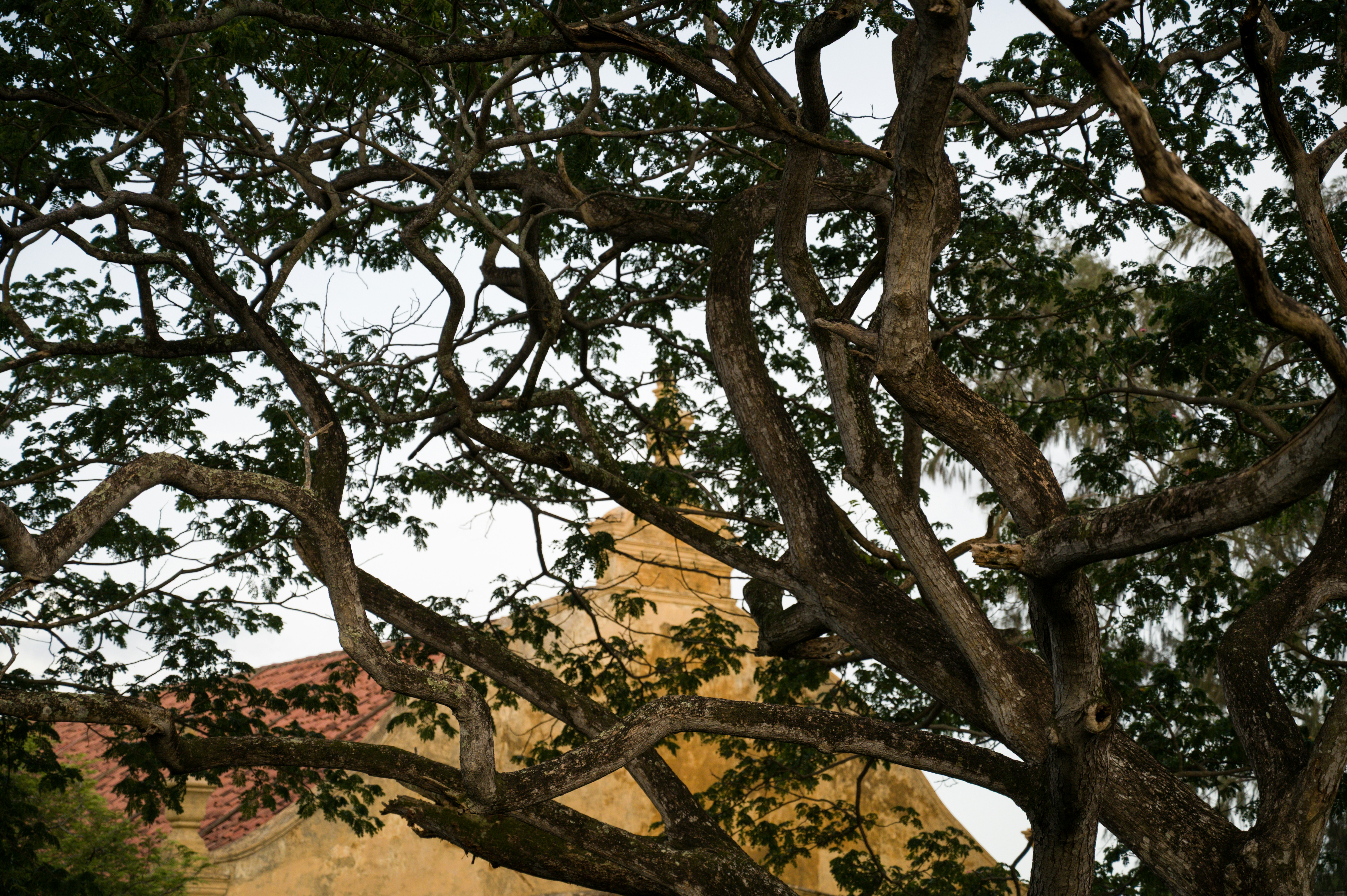 Tree branches frame a building's exterior.