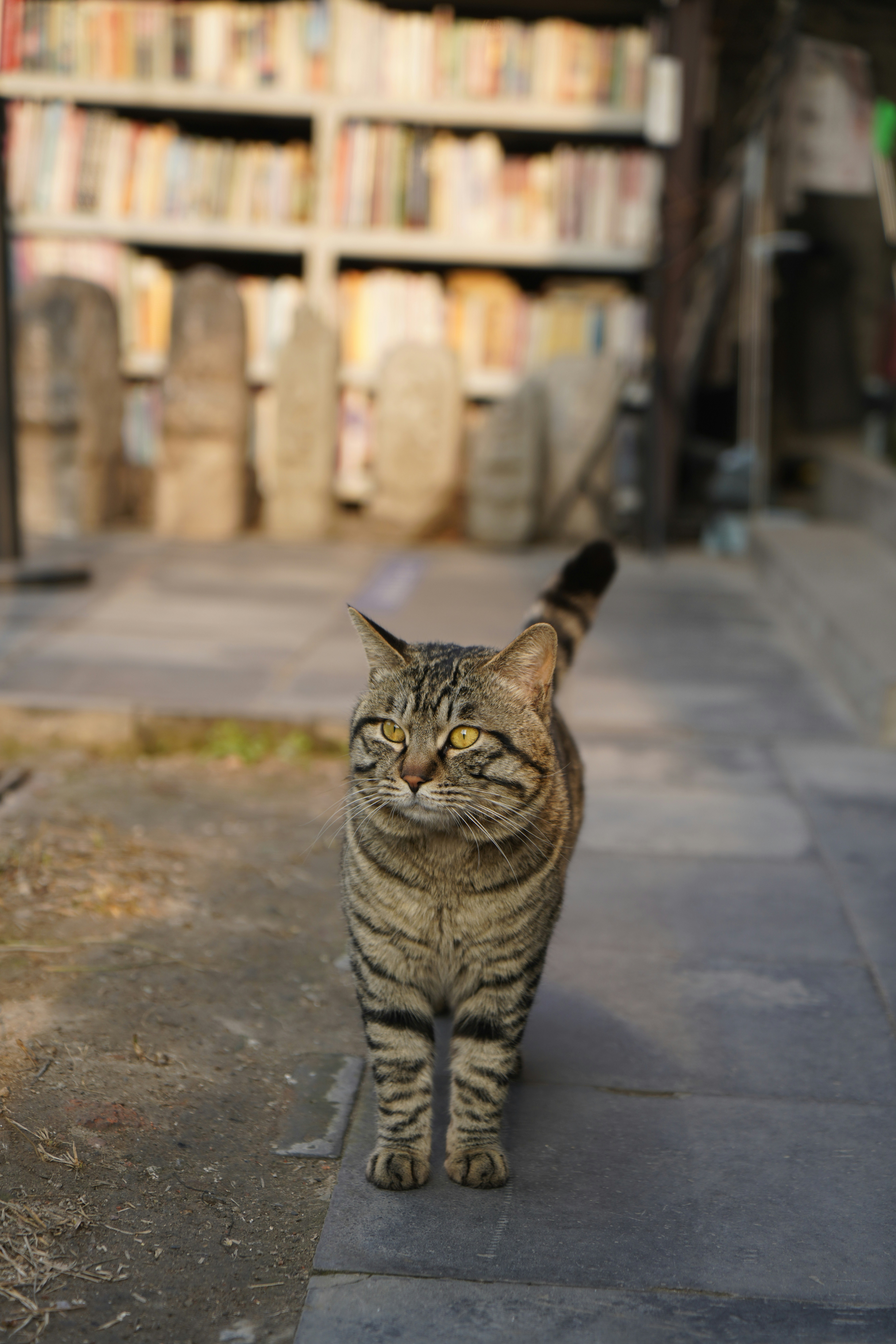 A tabby cat stands proudly in front of bookshelves.