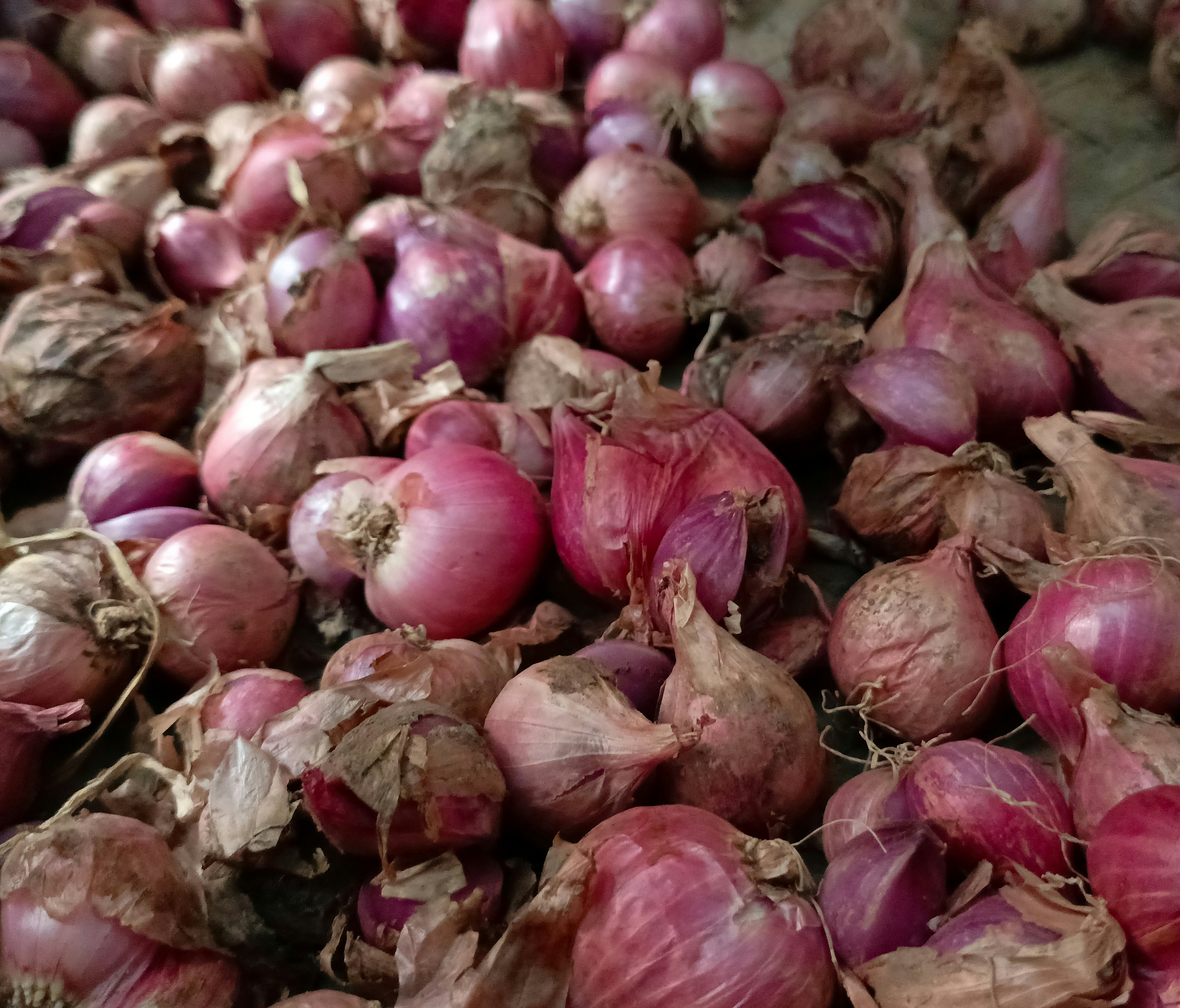 Here's a caption for the image: pile of fresh red onions.
