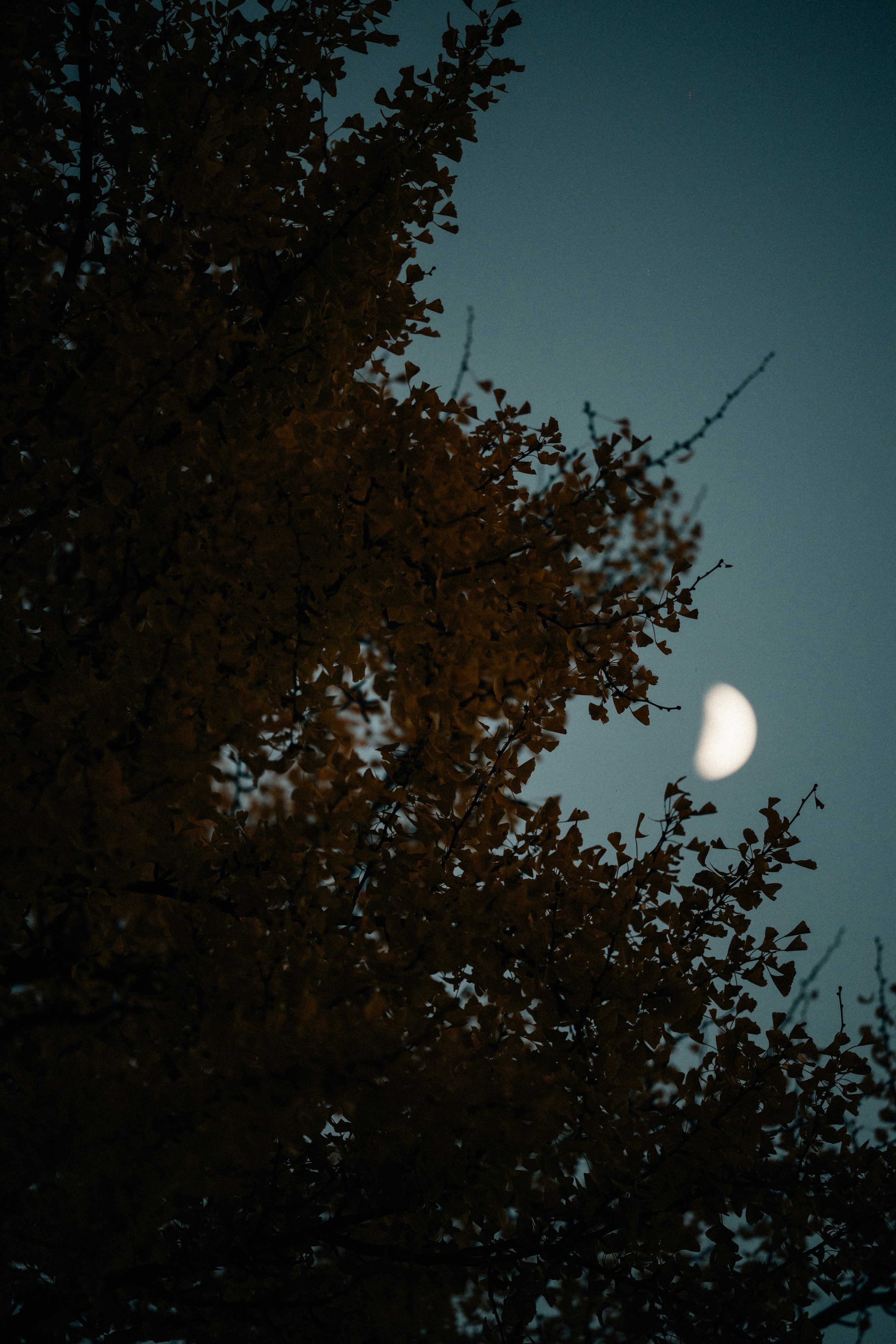 Photo by tsuyoshikozu