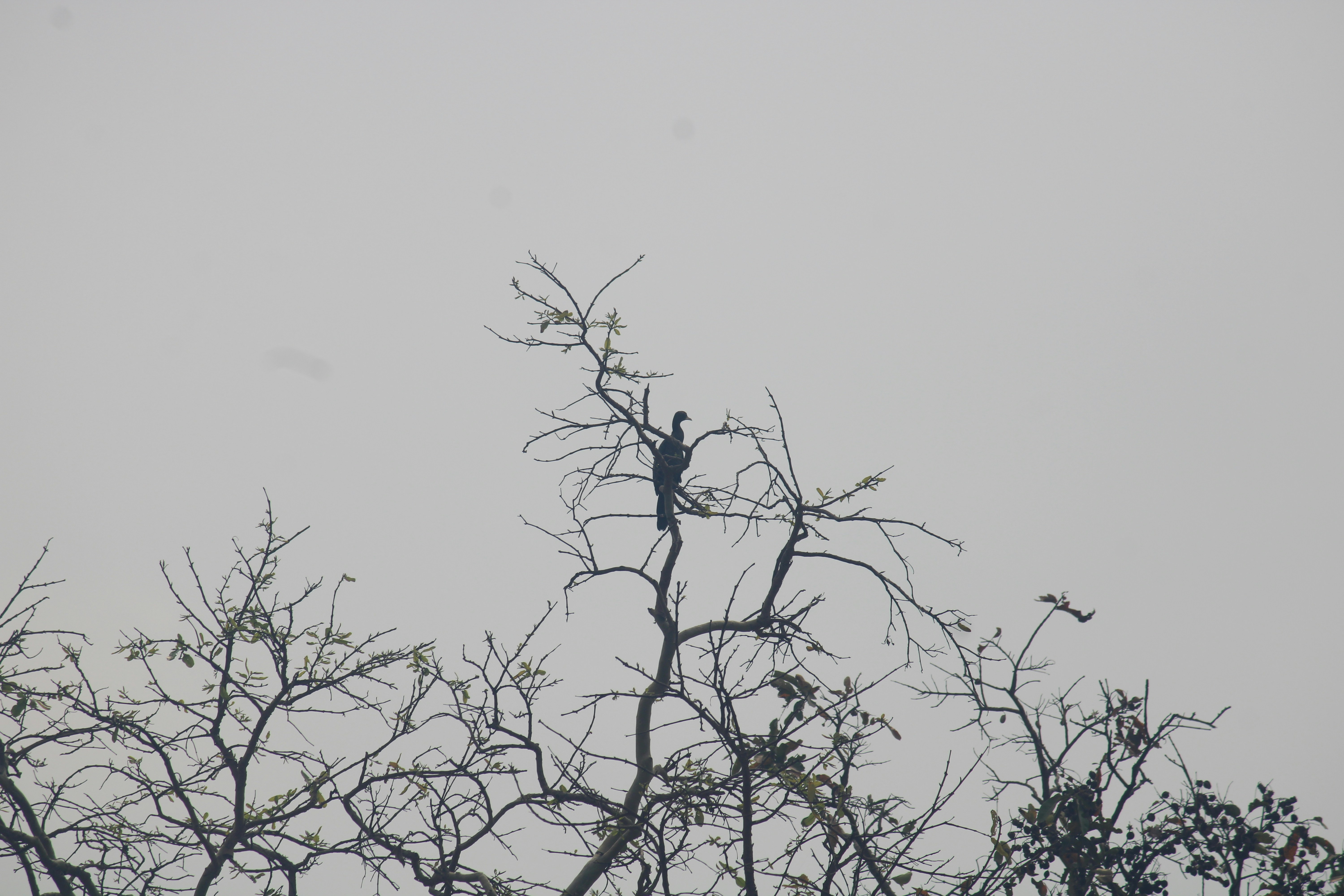 Photo by manoj_poosam