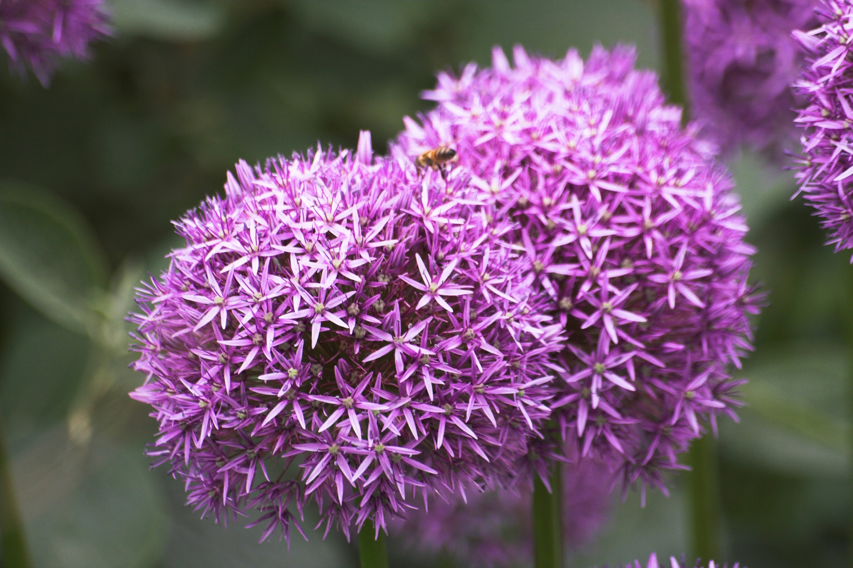 Photo by alecipriani