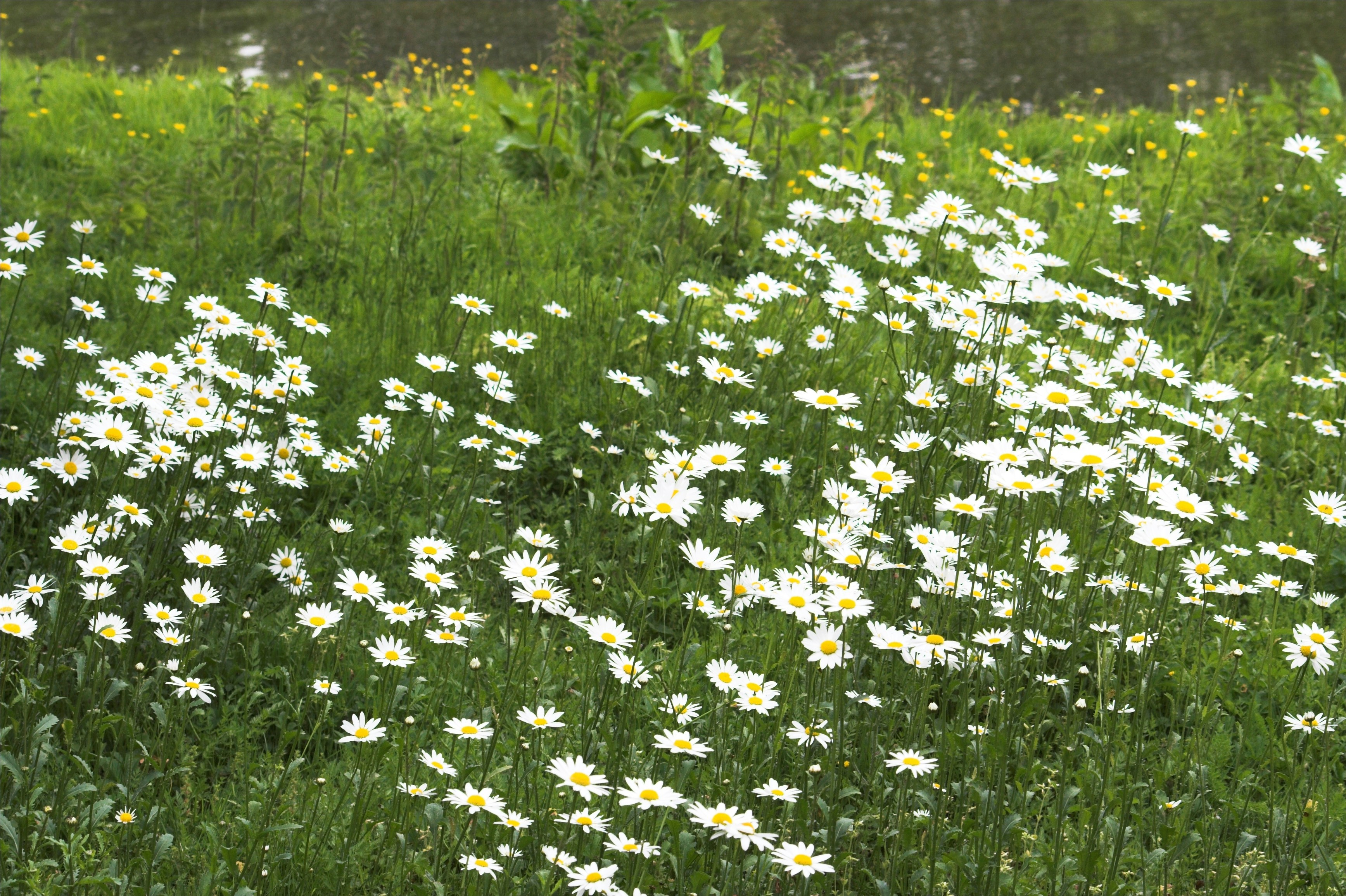 Photo by alecipriani