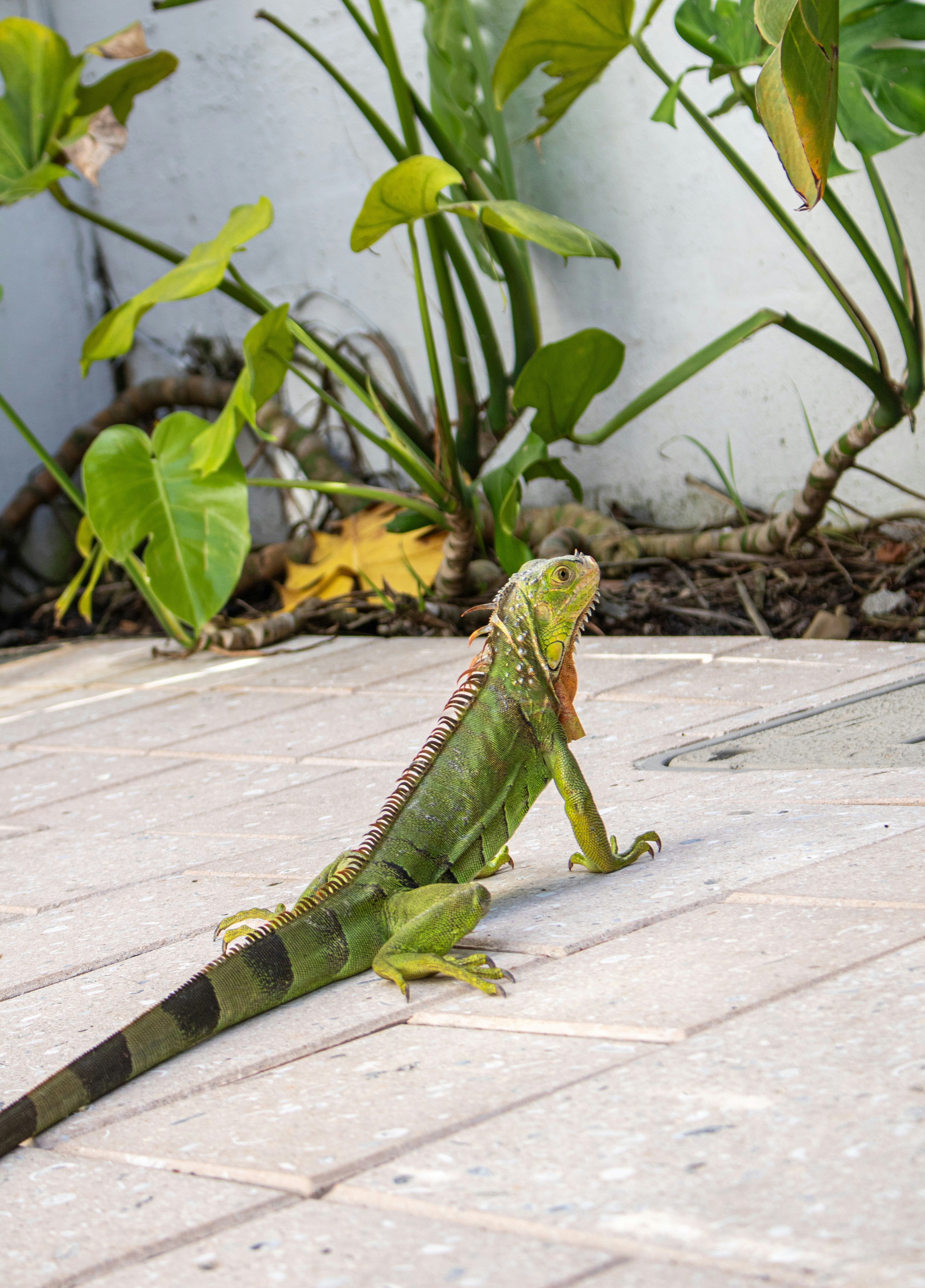 Tropical Iguana