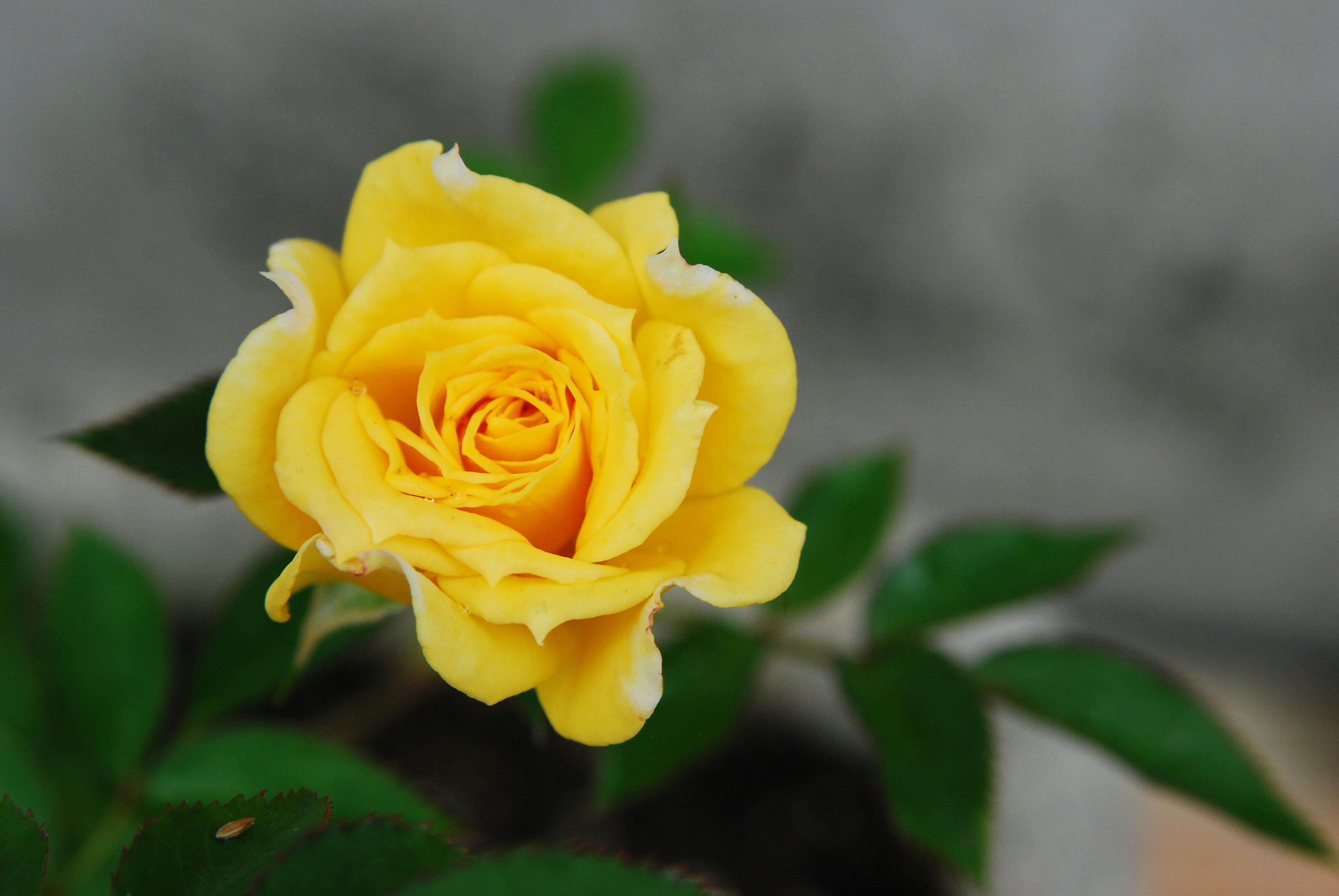 A beautiful yellow rose blooms elegantly. photo – Free Flower Image on  Unsplash, image size:3000x2008